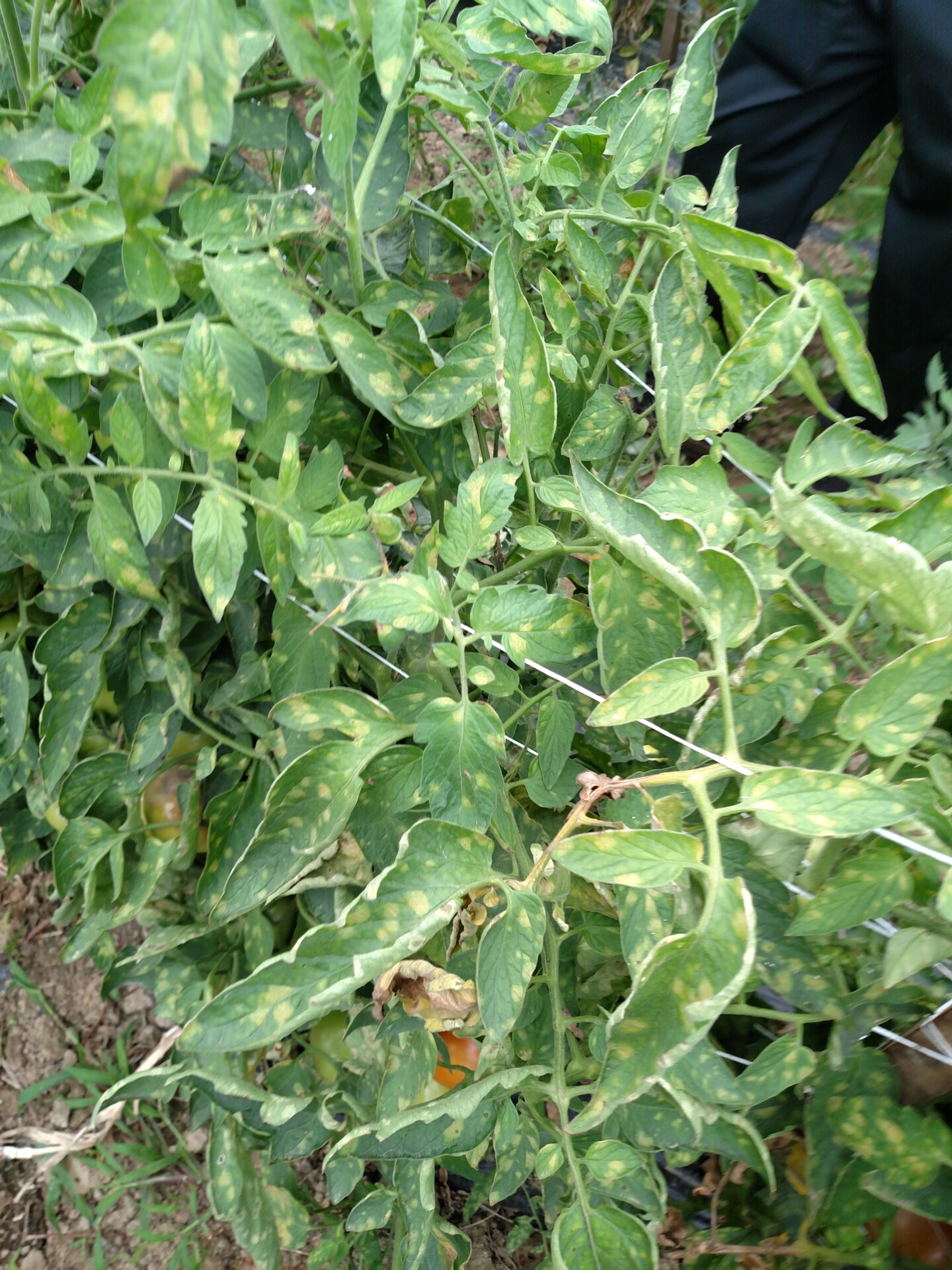 Chlorotic lesions on leaves caused by leaf mold of tomato.