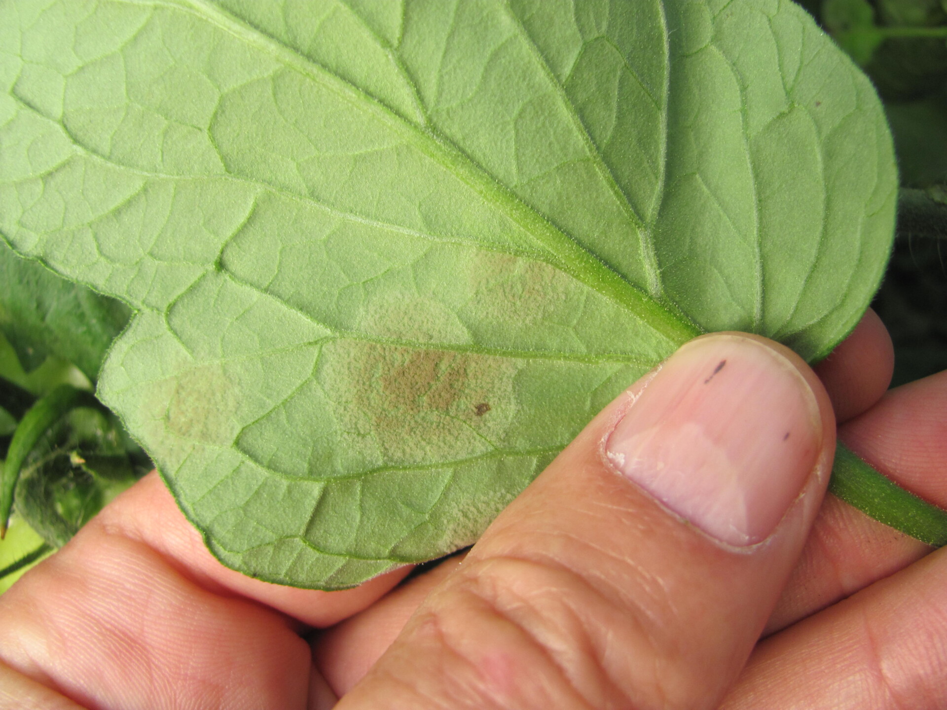 Close up of sporulation on underside of tomato leaf with leaf mold.