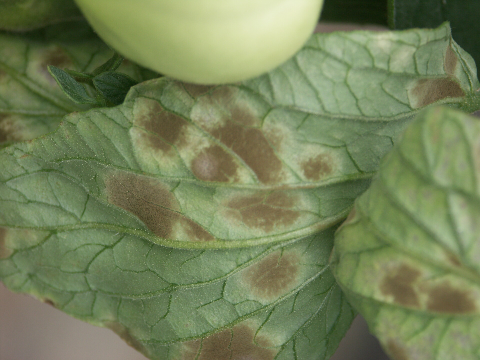 Close up of leaf with tomato leaf mold. 