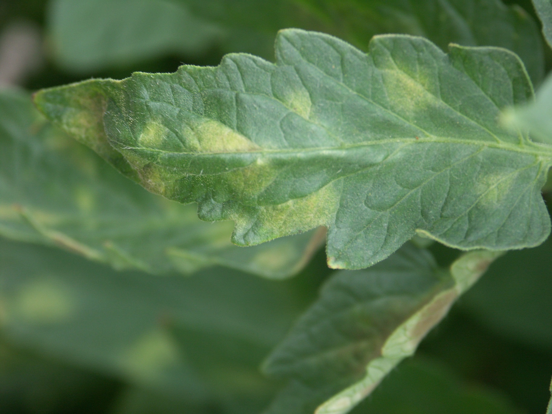Underside of leaf with sporulation of causal fungus visible for tomato leaf mold.