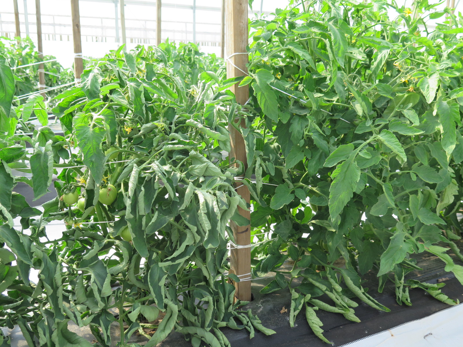 Although leaf roll of tomato leaves can sometimes indicate stress, leaf roll can also be genetic