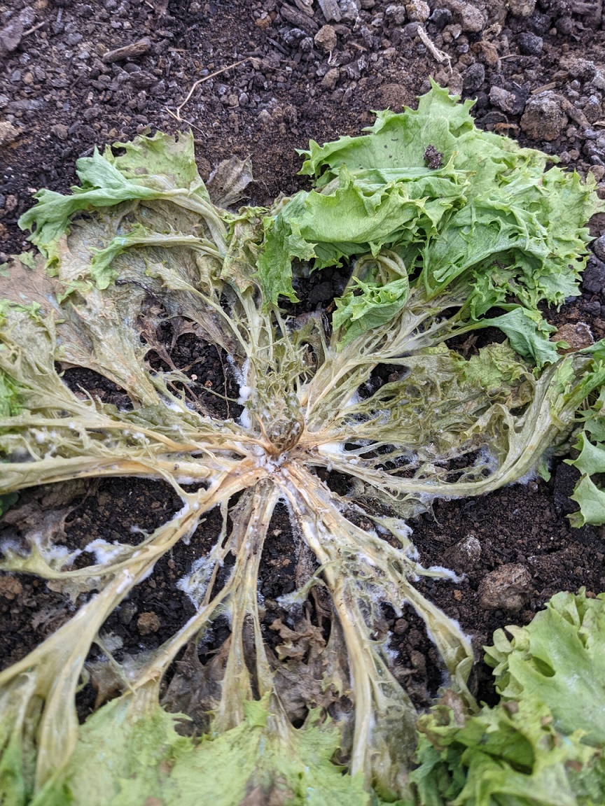 Figure 6. Sclerotia from lettuce plant affected by drop.