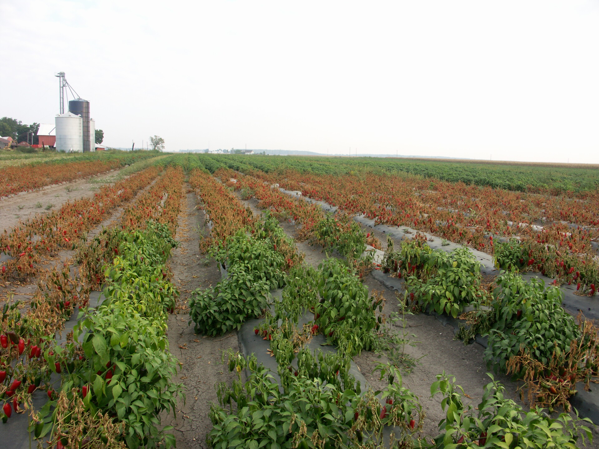Figure 1. Pepper plants in the low area of this field have been killed outright by Phytophthora blight.