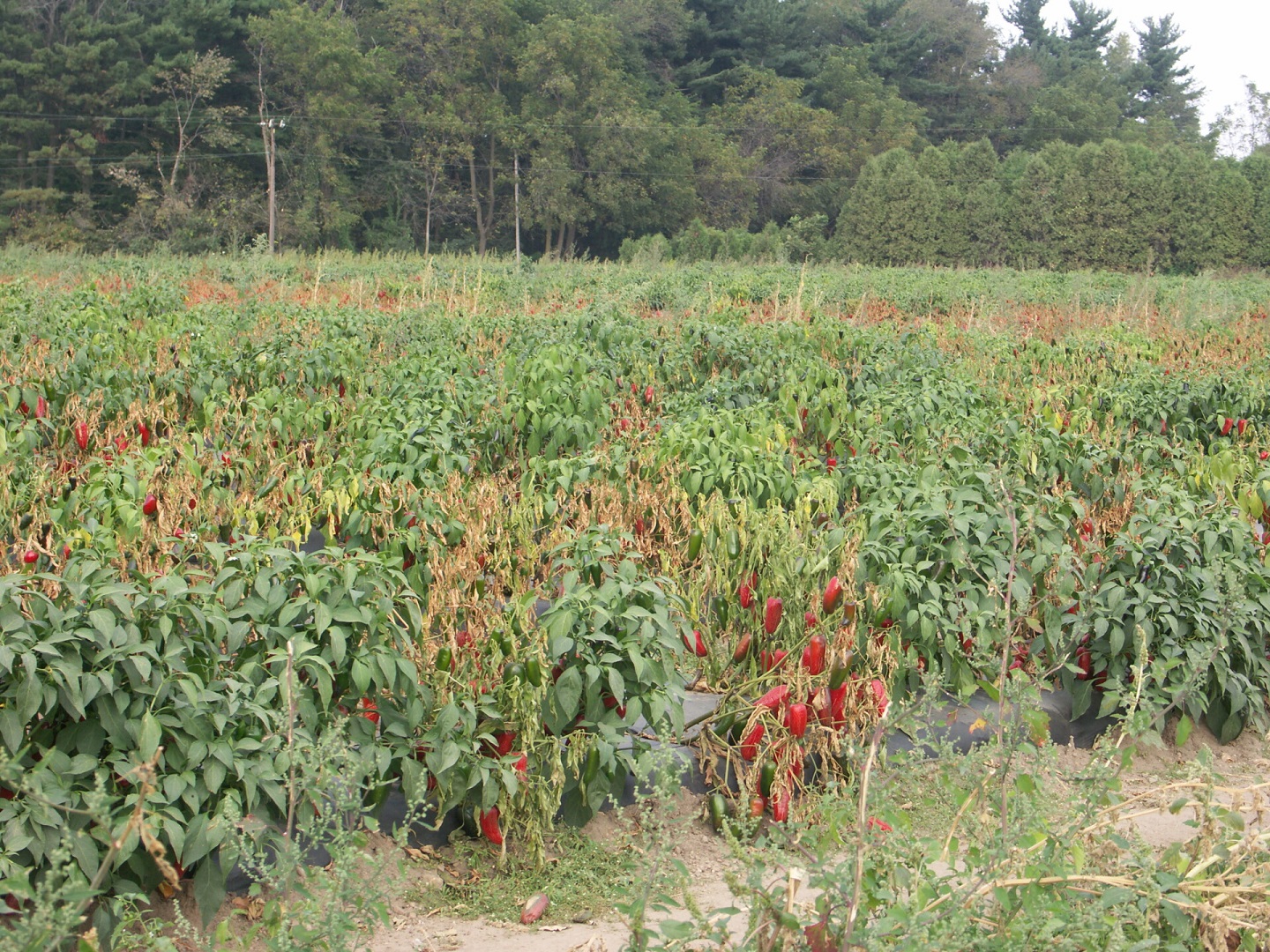 Figure 2. Pepper plants are wilted or dead as a result of Phytophthora blight of pepper.
