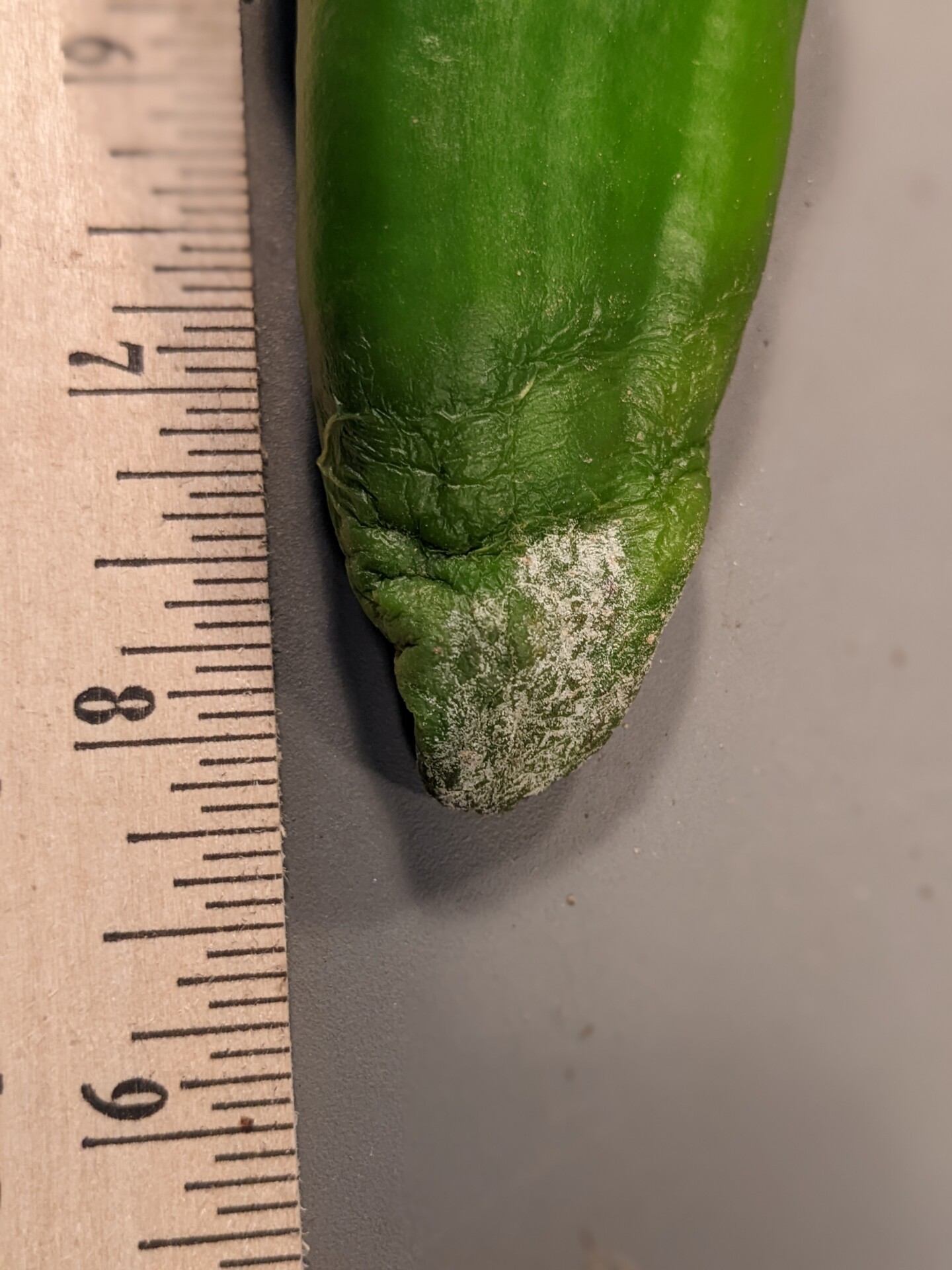 Phytophthora blight on pepper fruit showing sporulation on surface of fruit.