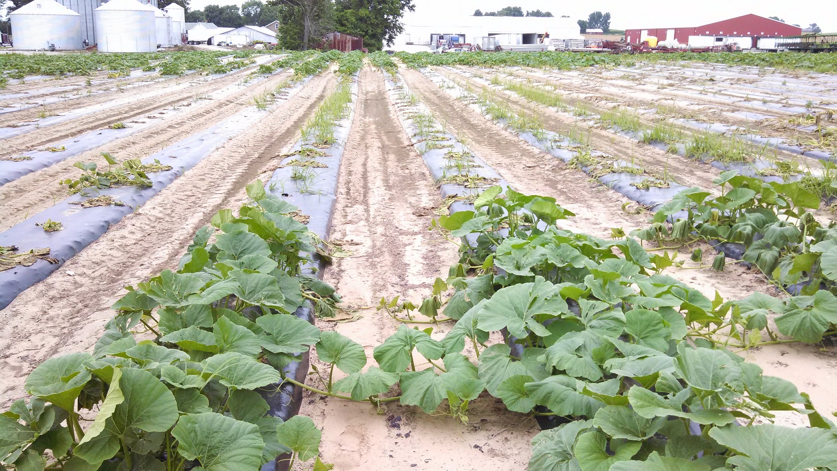 Phytophthora blight has affected the pumpkin plants in the lower area of this field.  Note the wilted and dead plants in the low area shown here.  