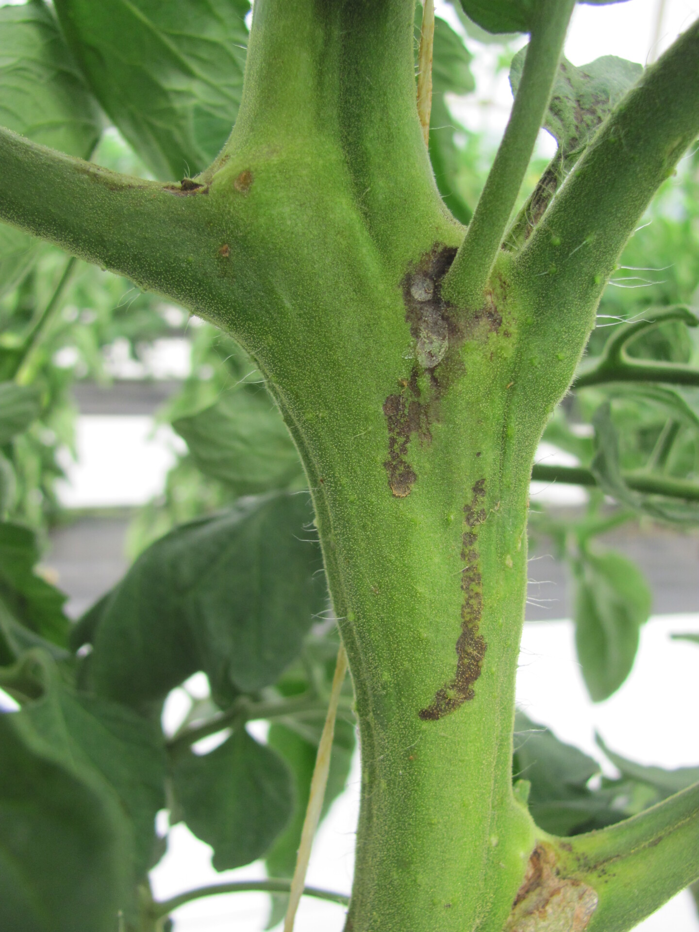  Initial symptoms of pith necrosis of tomato may appear to be minor necrosis on the stem.