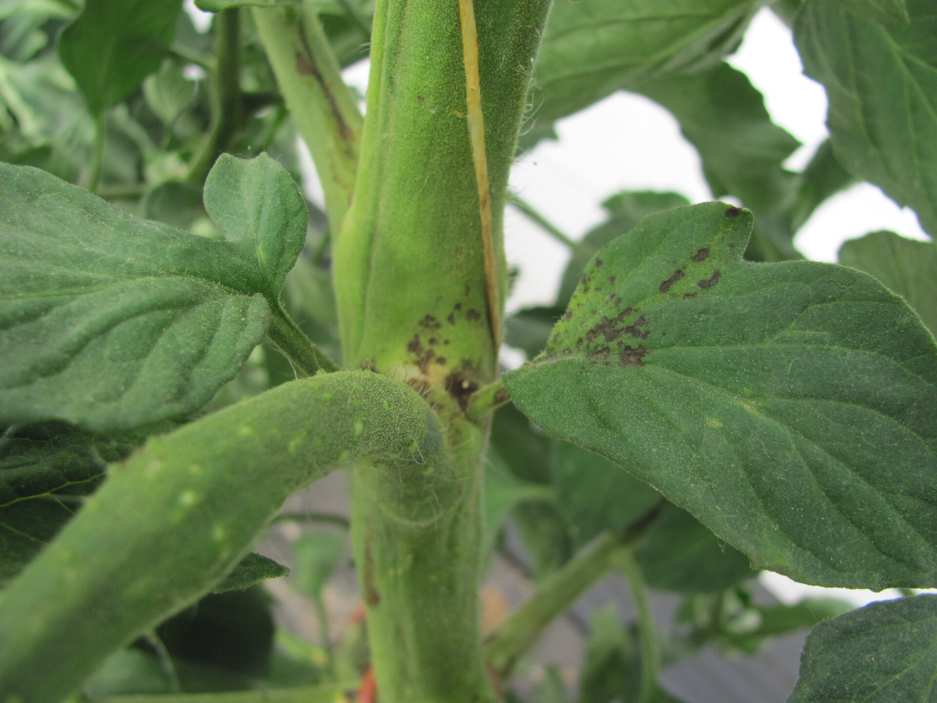 Early symptoms of pith necrosis of tomato.