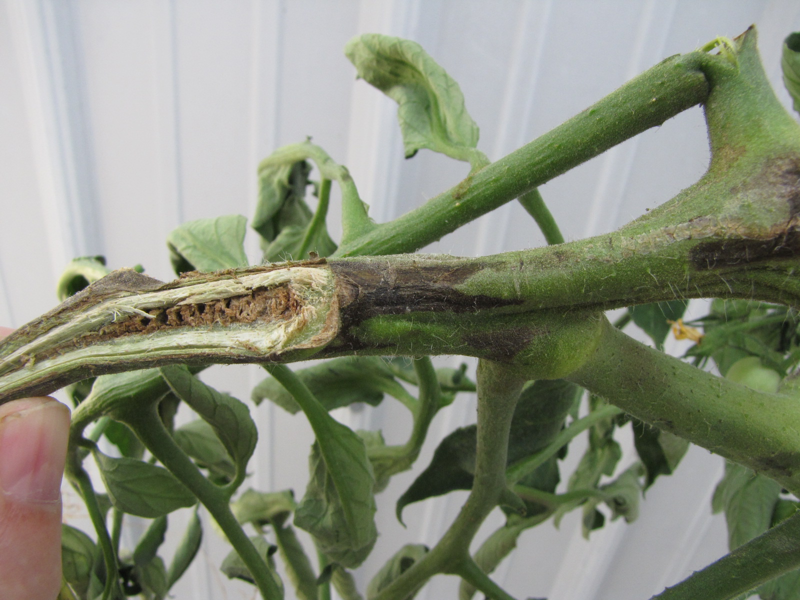 Dark necrosis on stem and chambered pith caused by tomato pith necrosis.