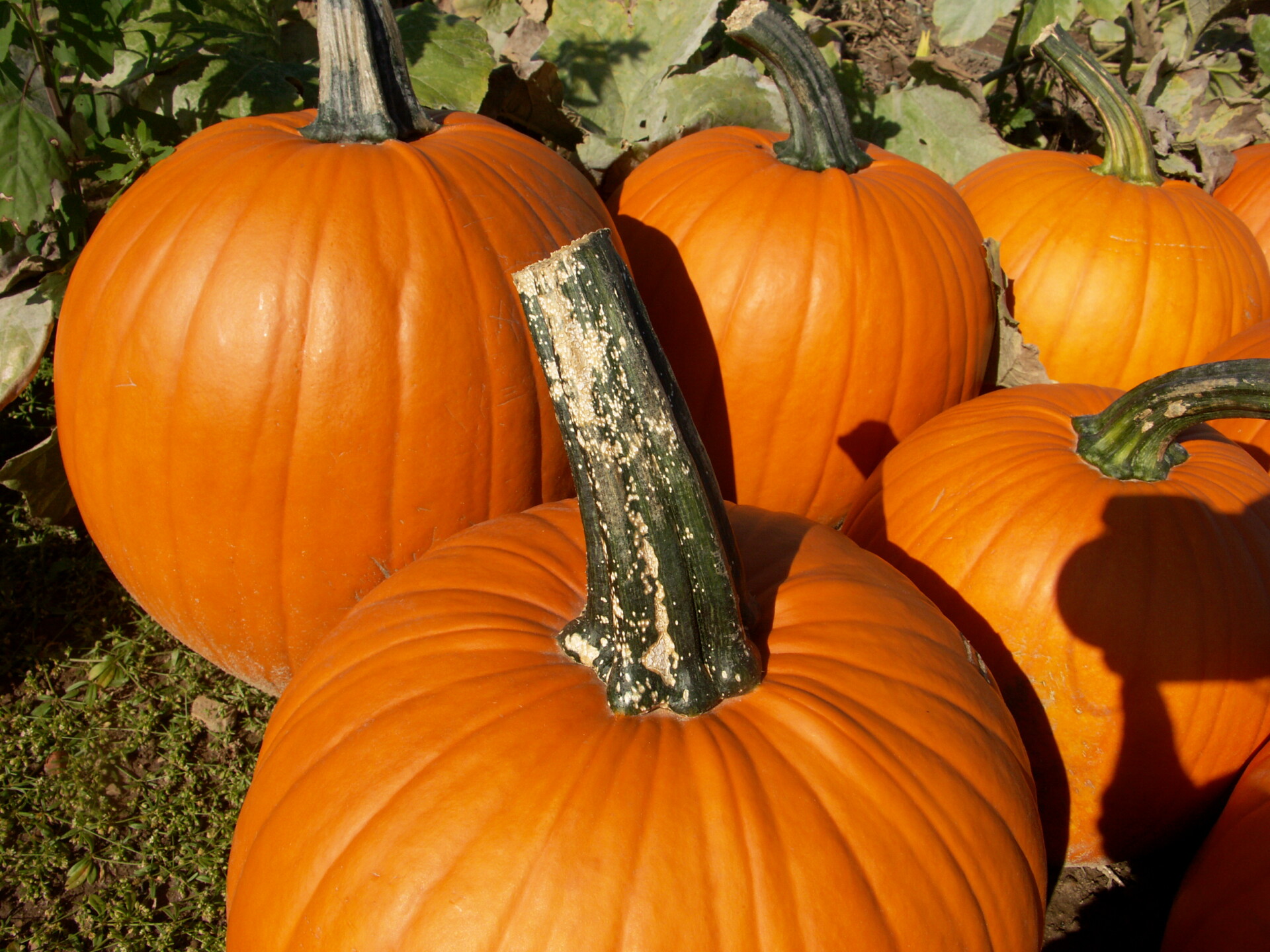 Plectosporium blight of pumpkin. Lesions are most common on the handle or lower stem.
