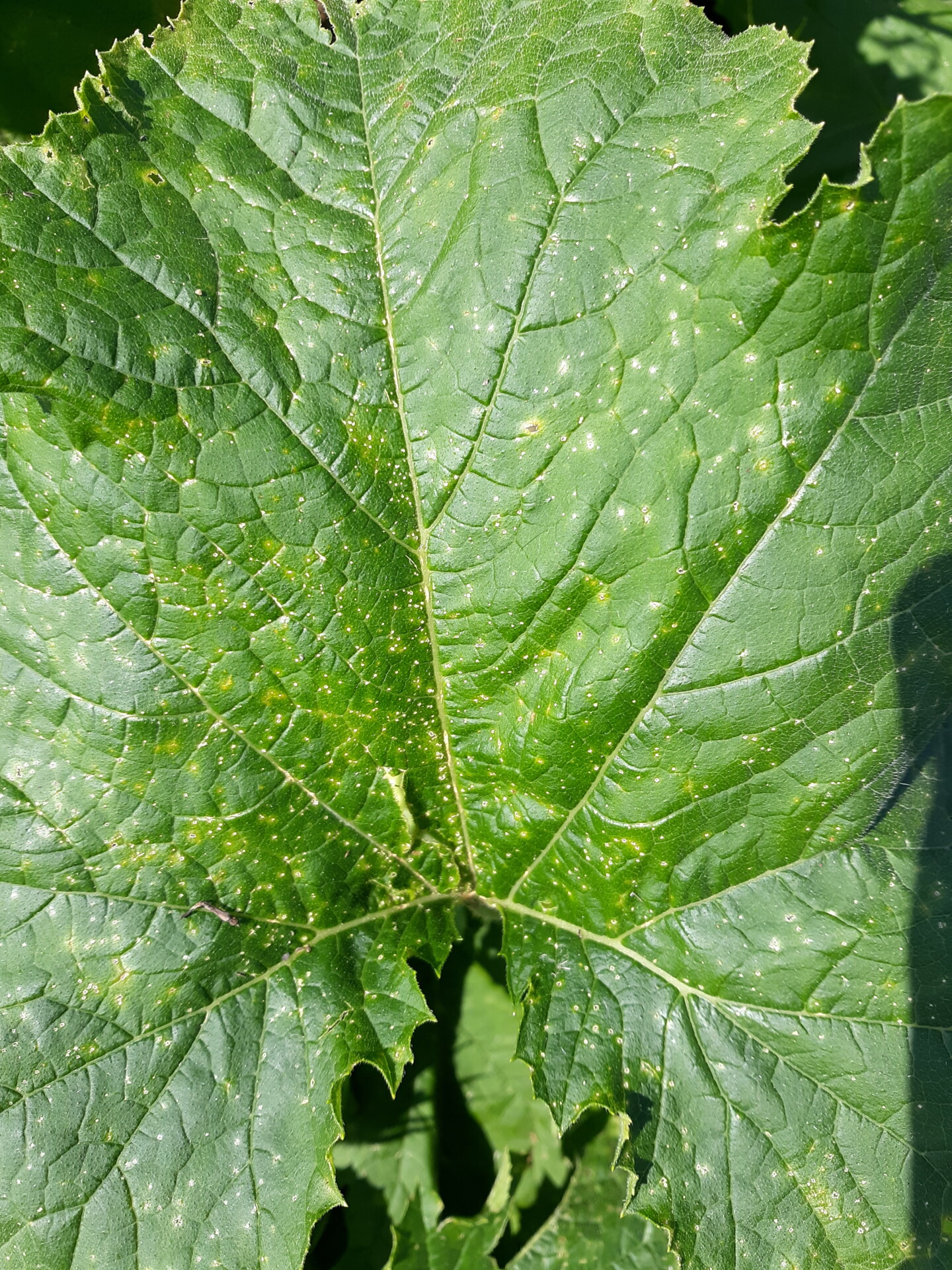 Plectosporium blight of pumpkin on leaf.