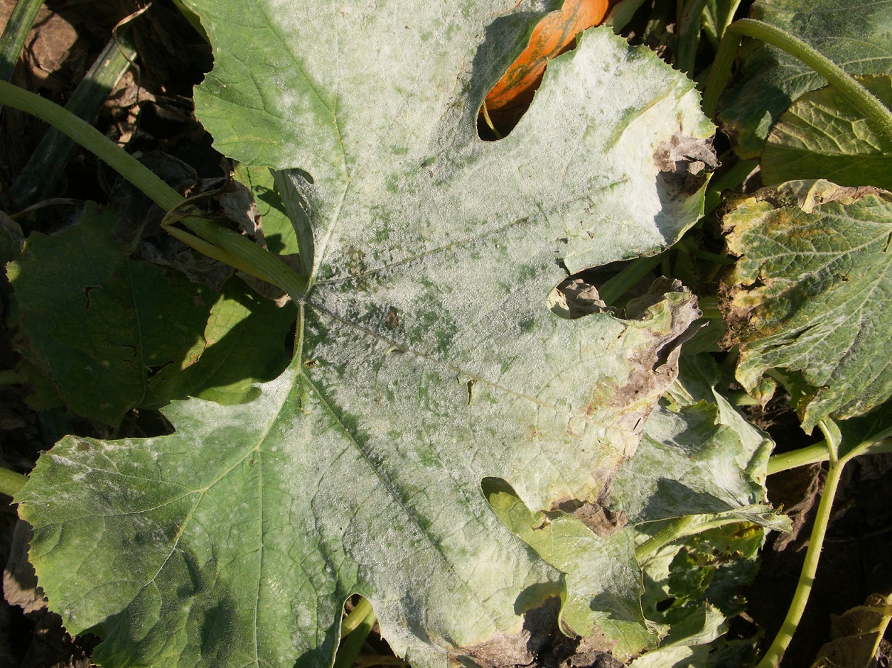 Severe symptoms of powdery mildew on a pumpkin leaf.  