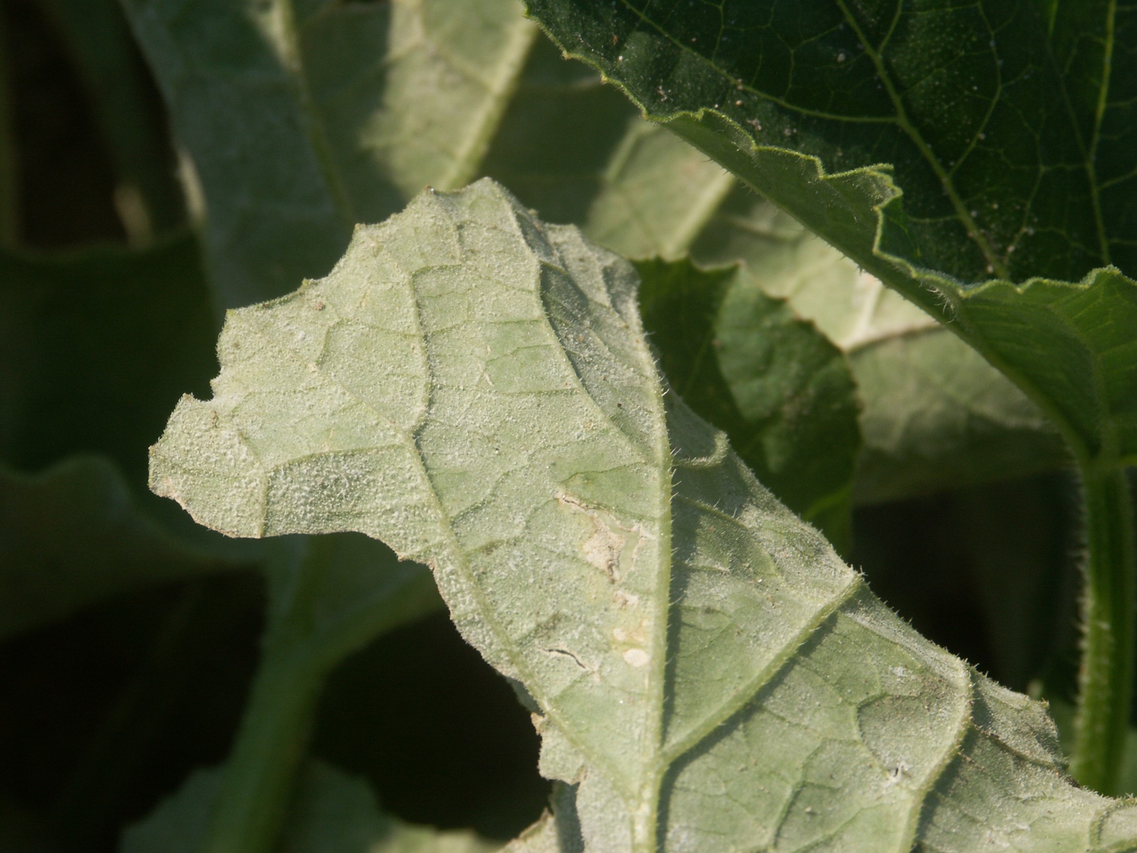 Figure 2.  Sporulation of the powdery mildew fungus is visible on the lower surface of a cantaloupe leaf.  