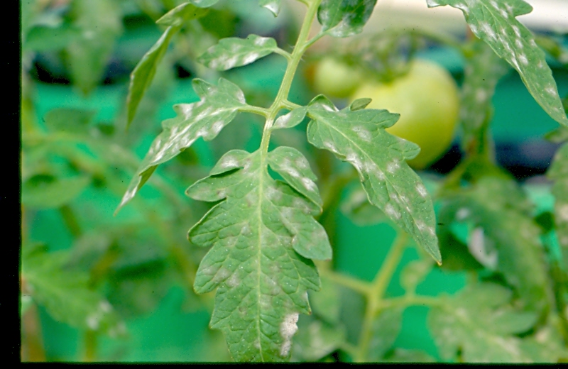 powdery mildew of tomato. Lesions of powdery mildew have talc-like appearance.