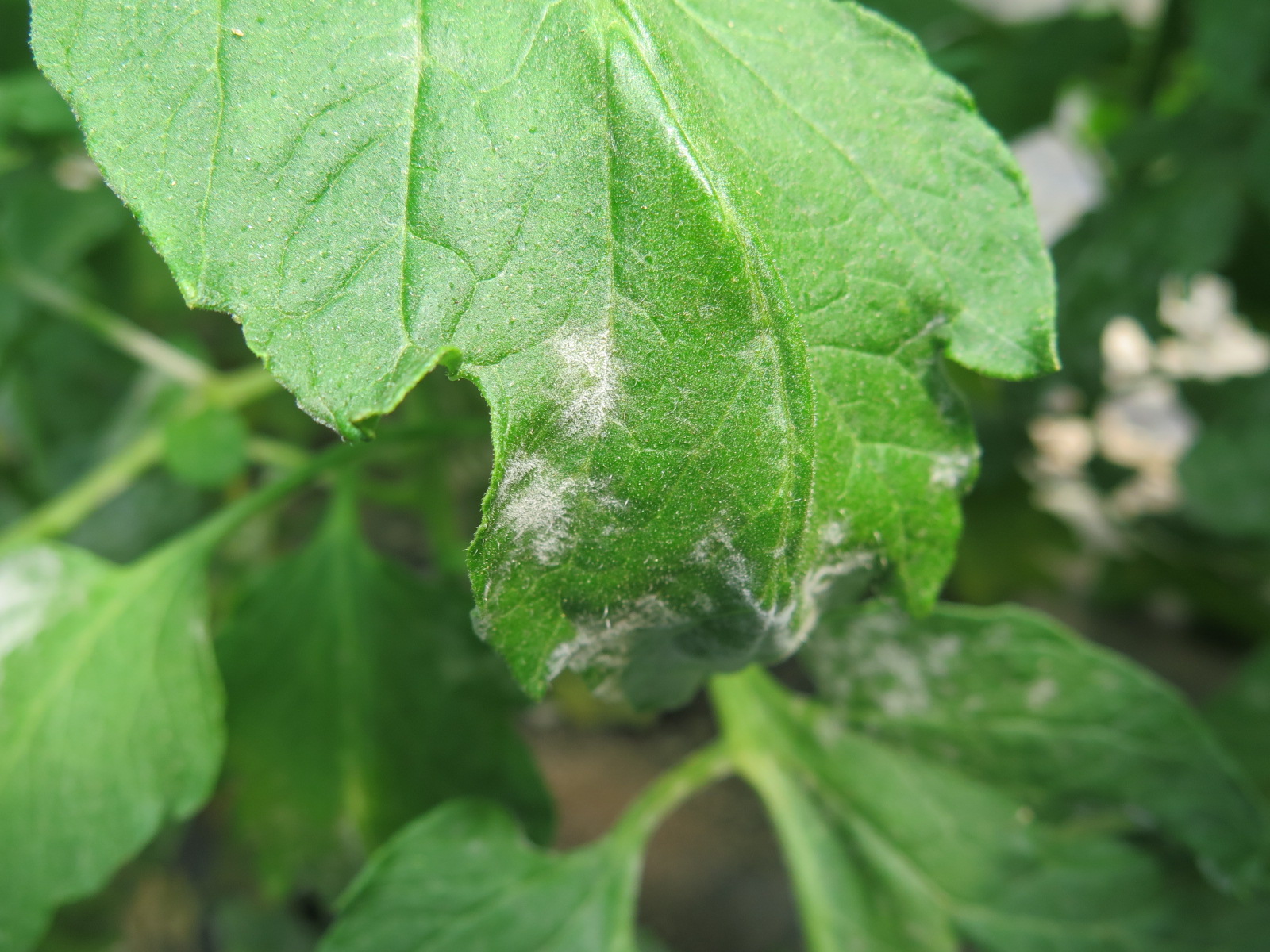 A close up of powdery mildew on tomato leaves.