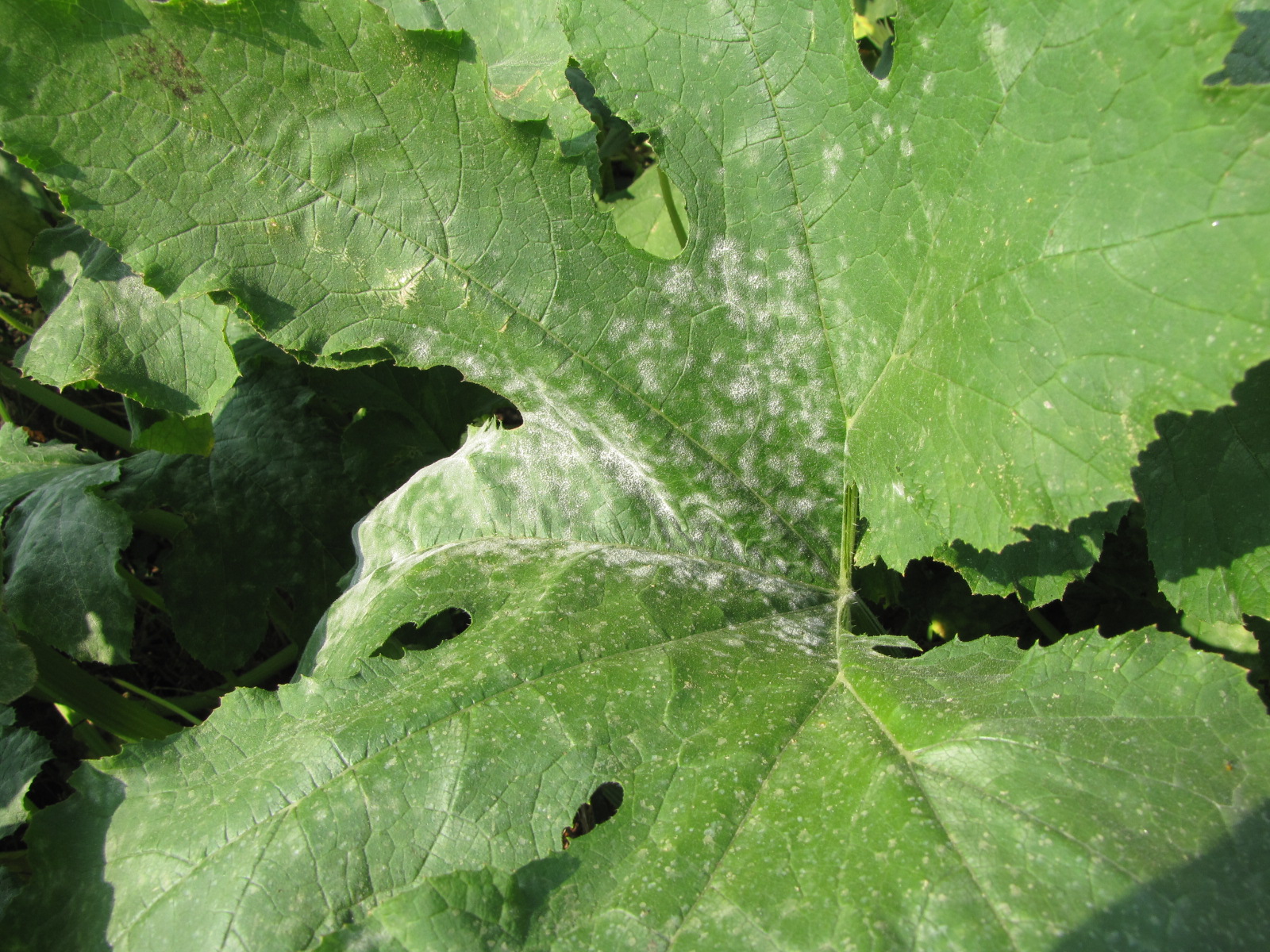 Powdery mildew of pumpkins can be easily recognized by the talc-like lesion on the upper and lower surface of leaves.  