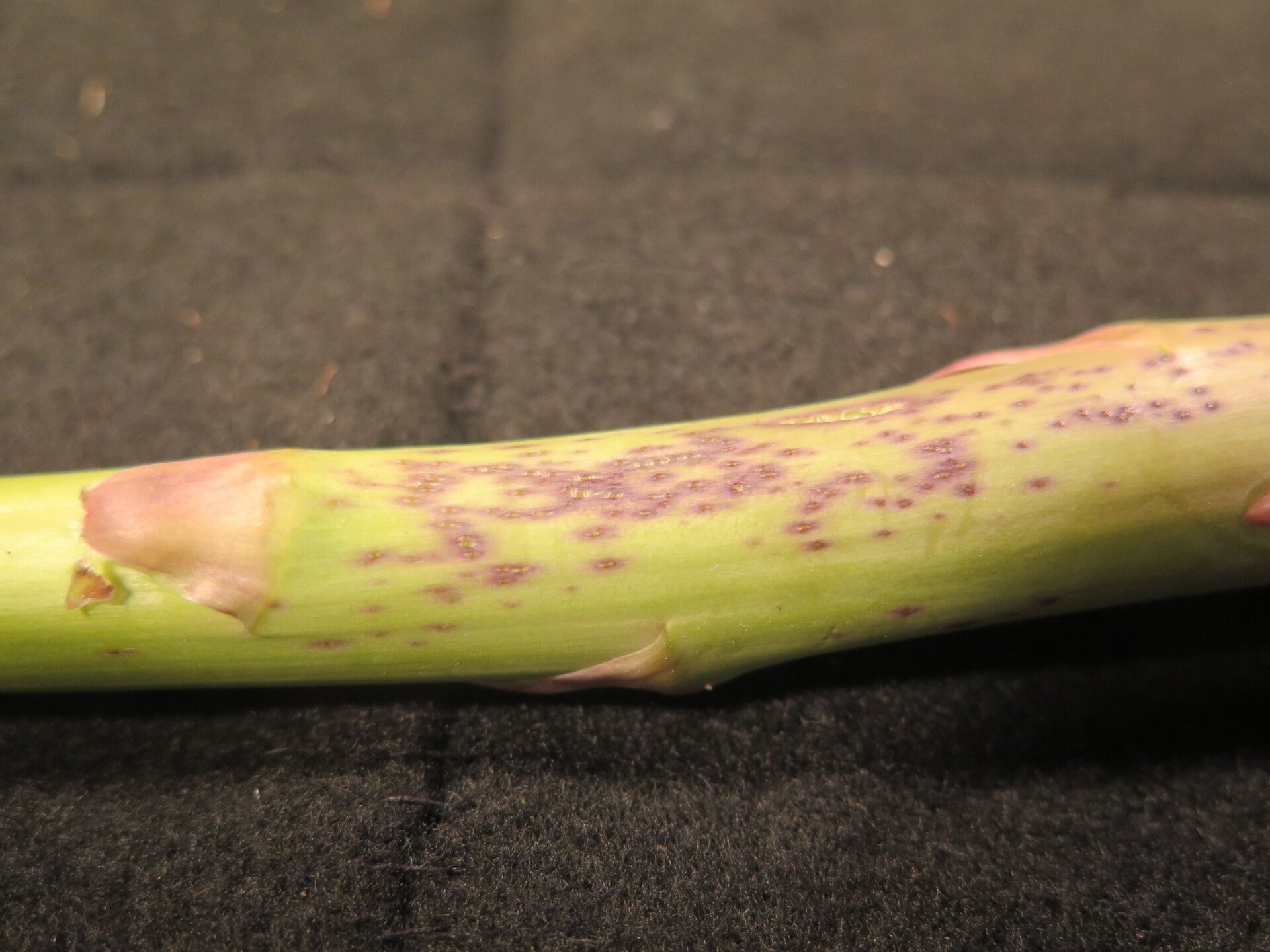 purple spot of asparagus