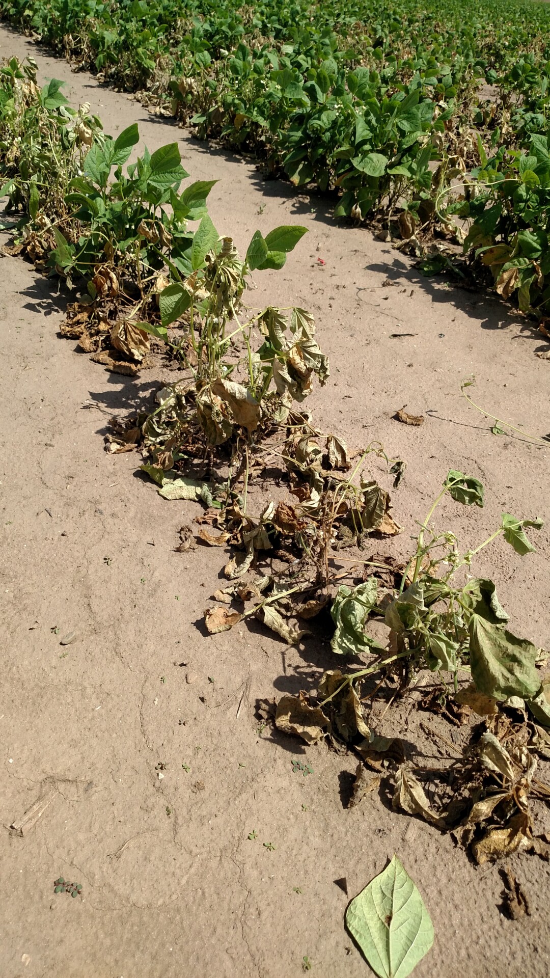 pythium root rot of green beans