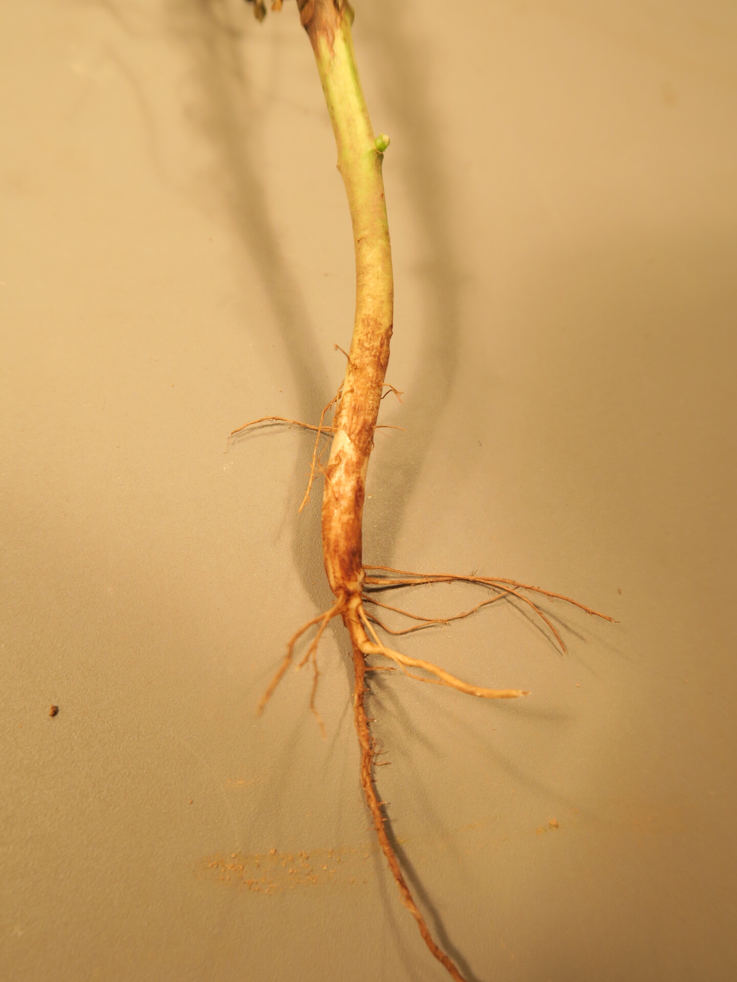 Pythium root rot of green bean