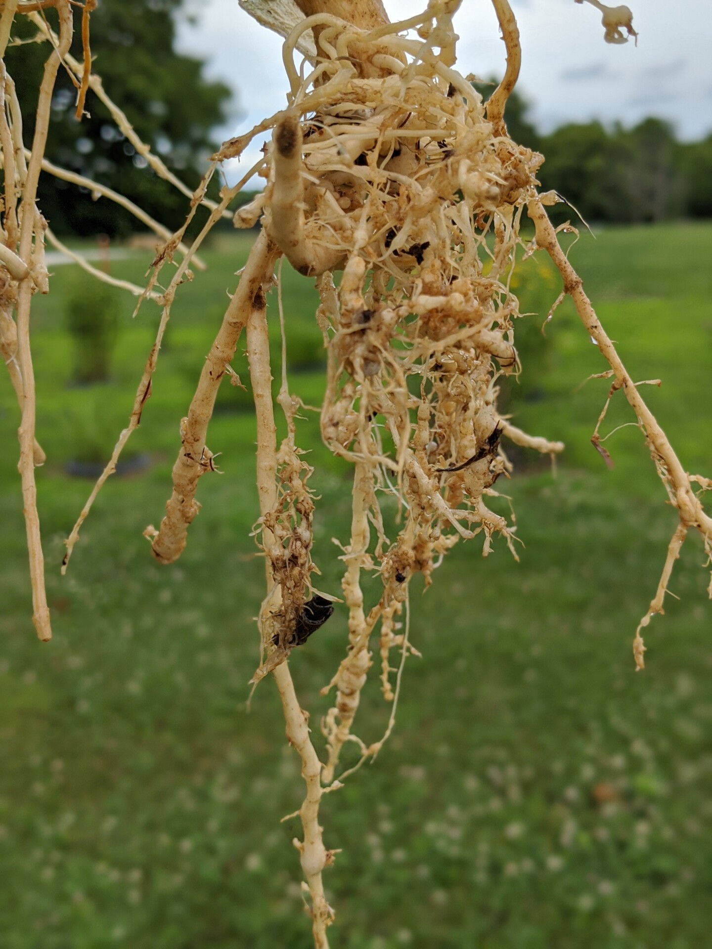 Root nematode galls on a watermelon root system