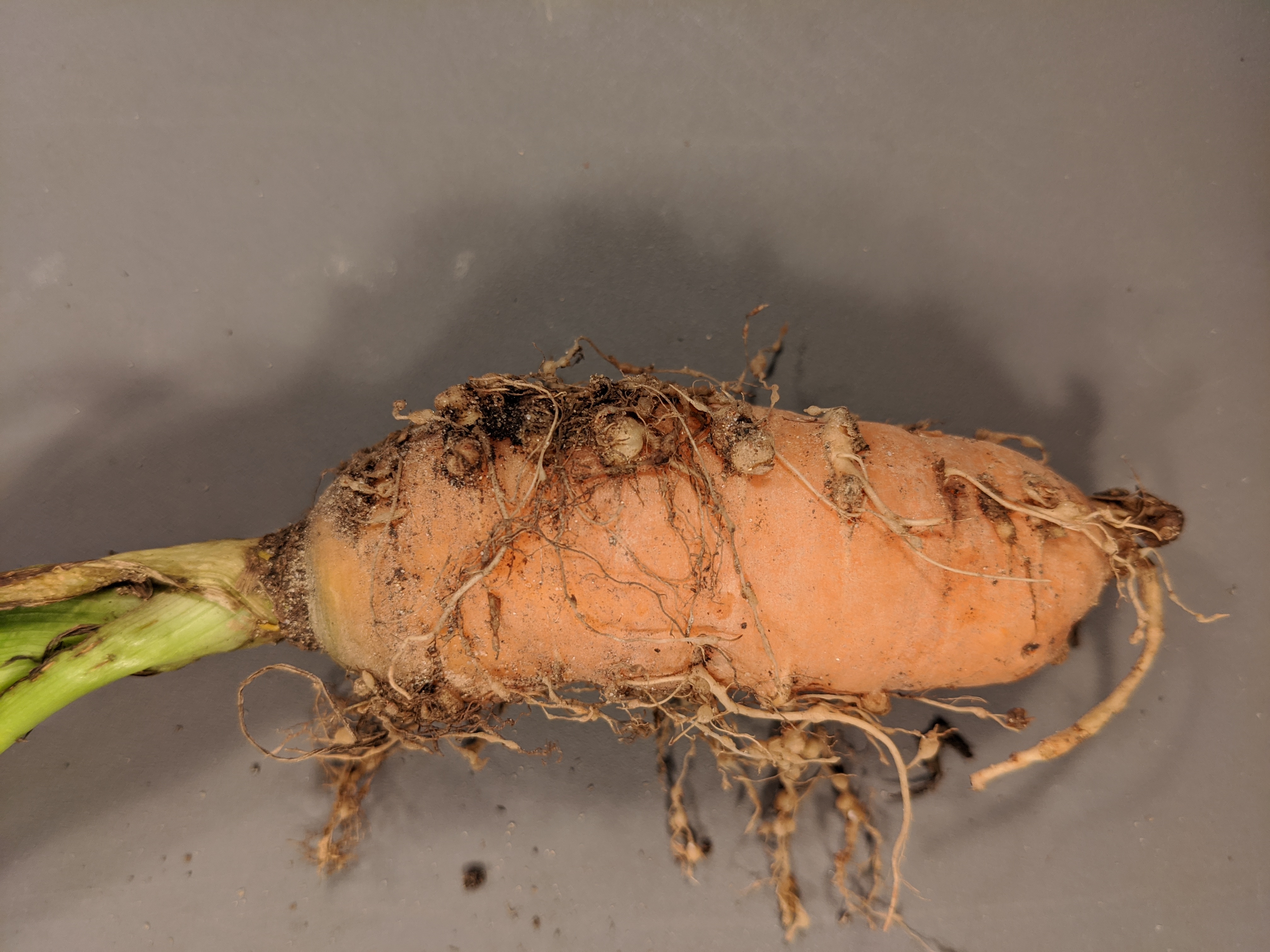 Root-knot Nematode of Watermelon  Purdue University Vegetable Crops Hotline