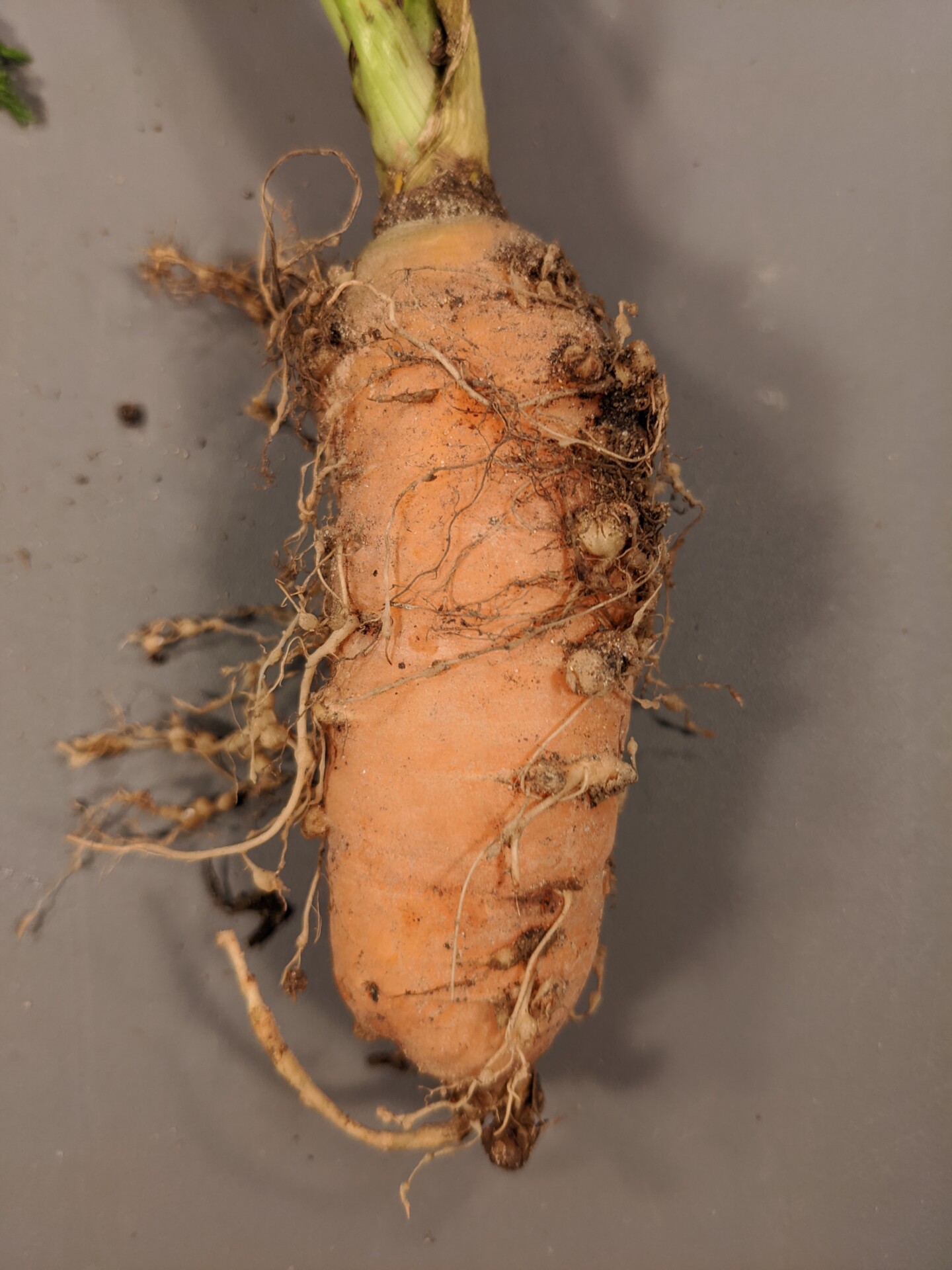 Root knot of carrot.
