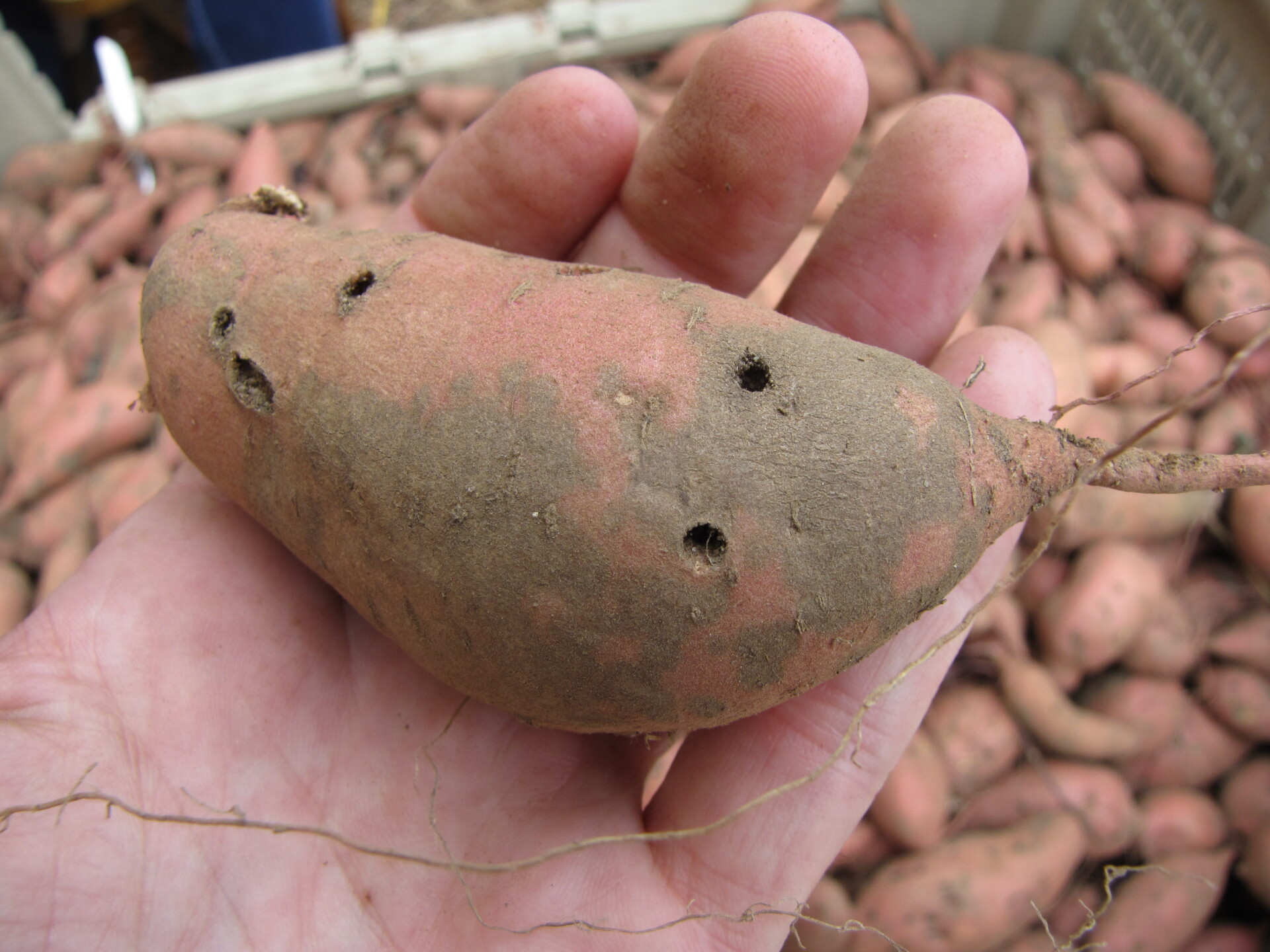 Figure 1. Scurf of sweet potato. Note gray, brown stain on surface. Holes are not necessarily a symptom of scurf.