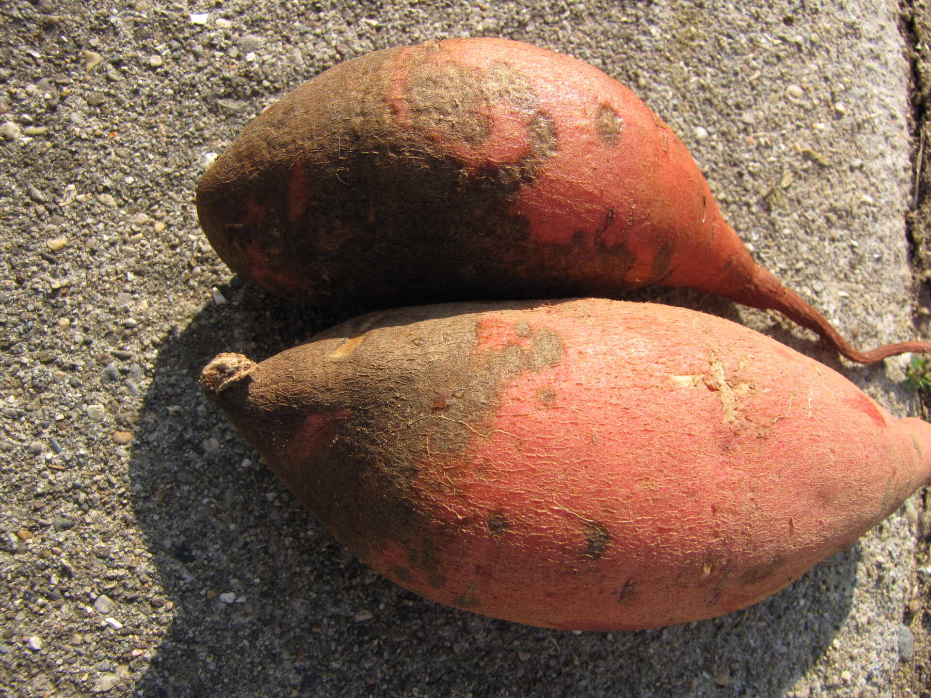 Figure 2. Scurf of sweet potato. Note gray, brown stain on surface.