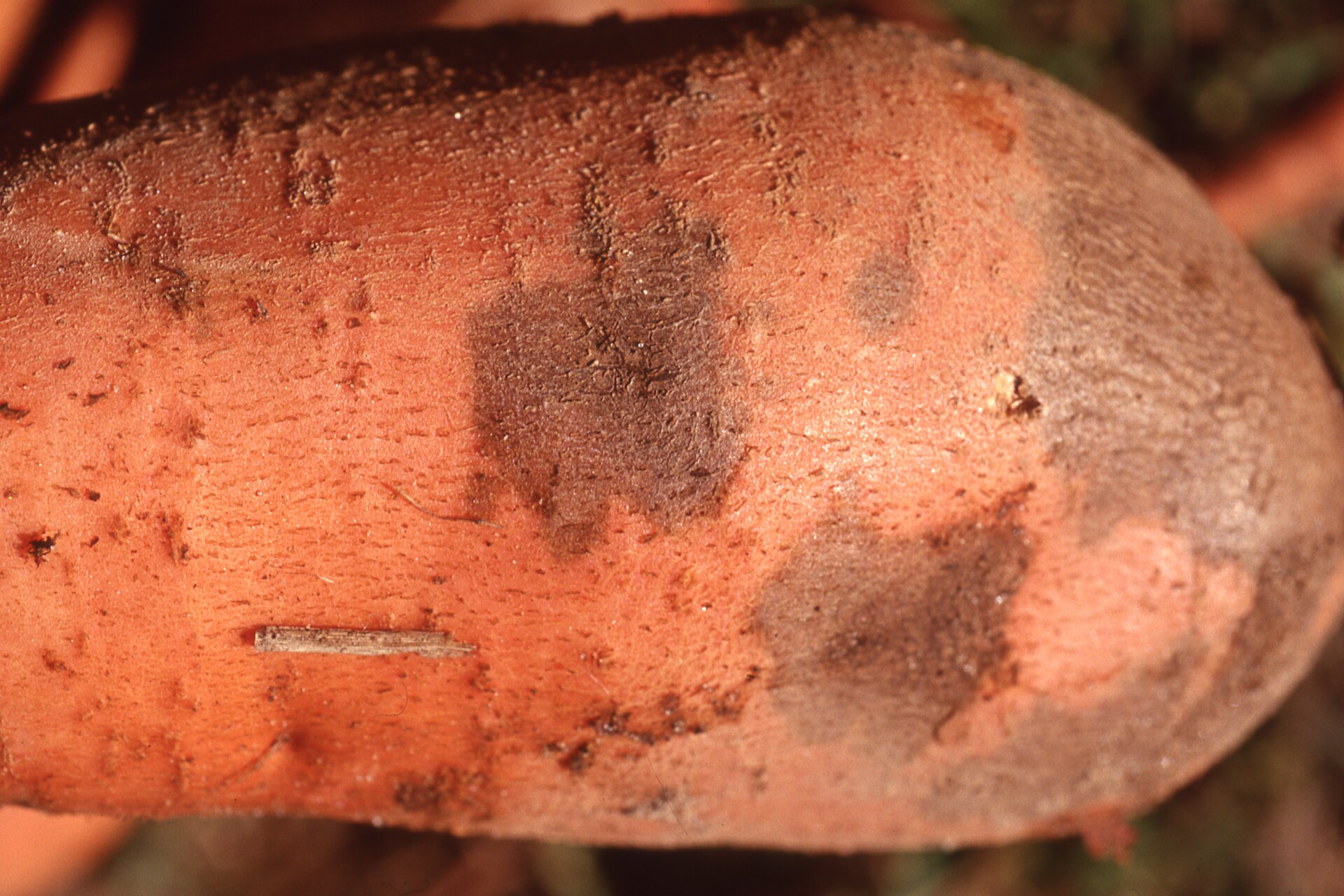 Figure 3. Scurf of sweet potato.