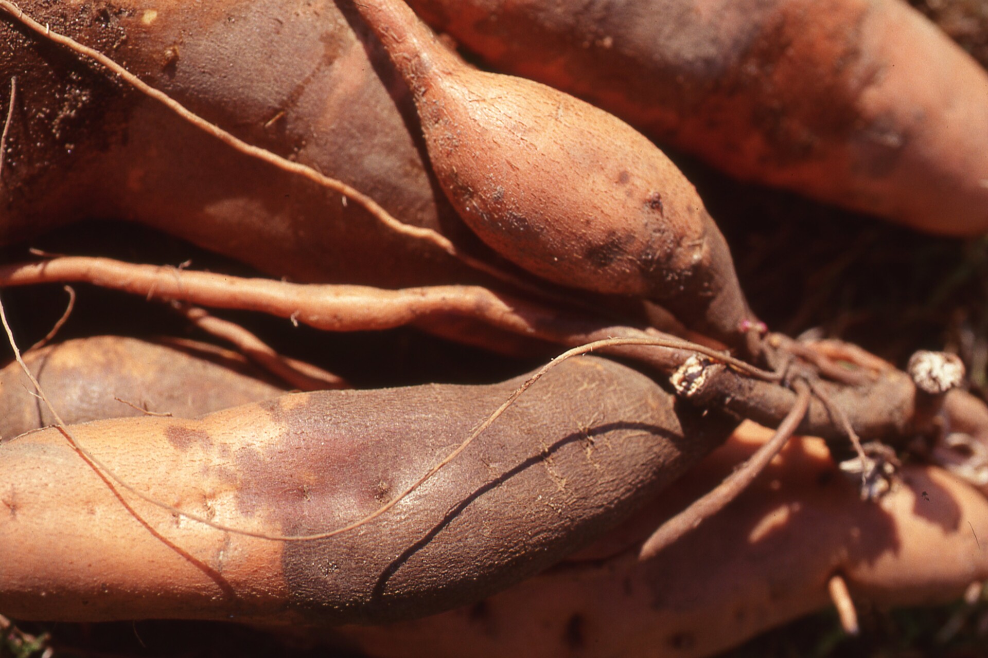 Figure 4. Scurf of sweet potato.