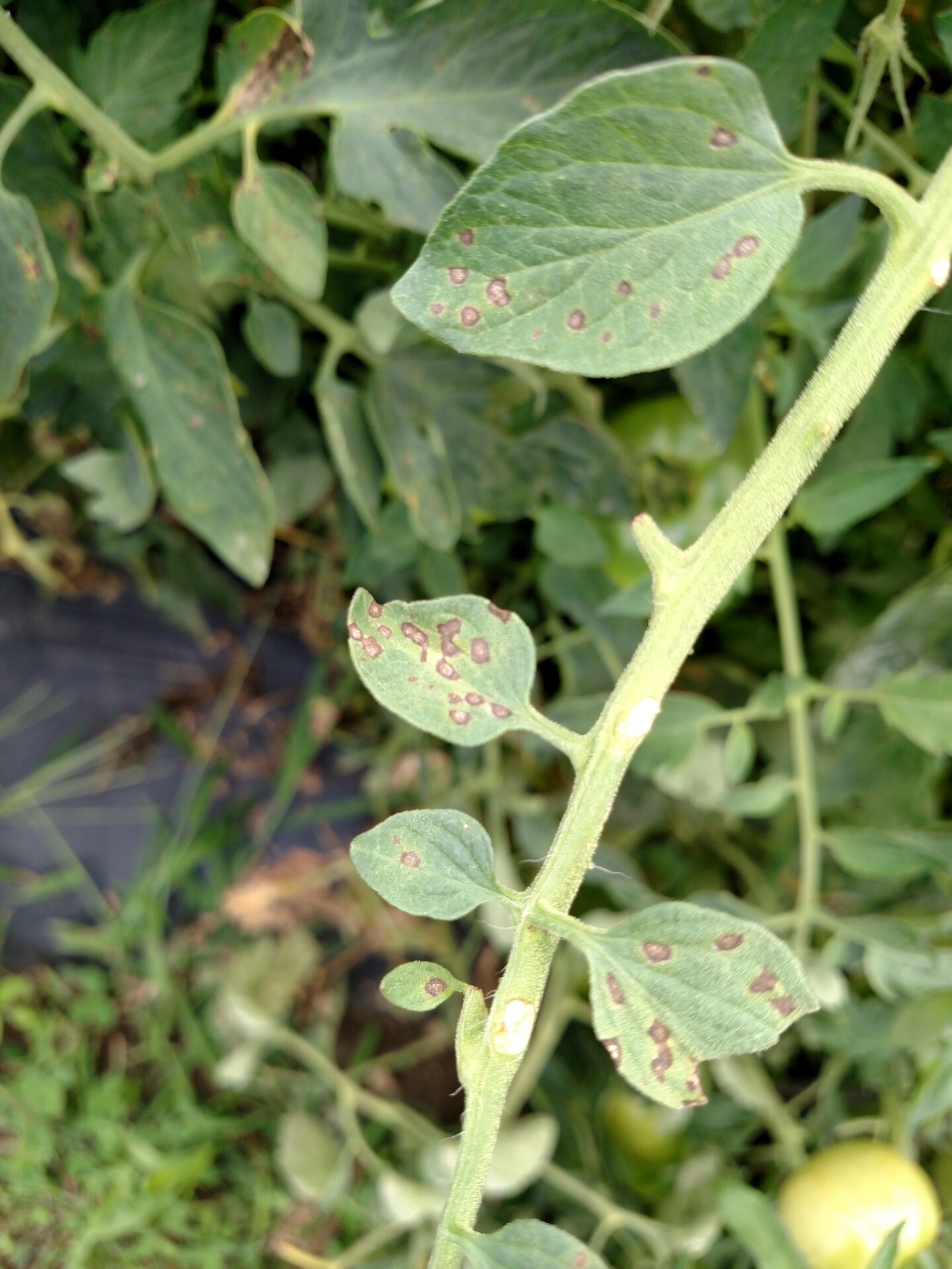 Lesions of Septoria leaf spot are often dark brown on the inside margin.
