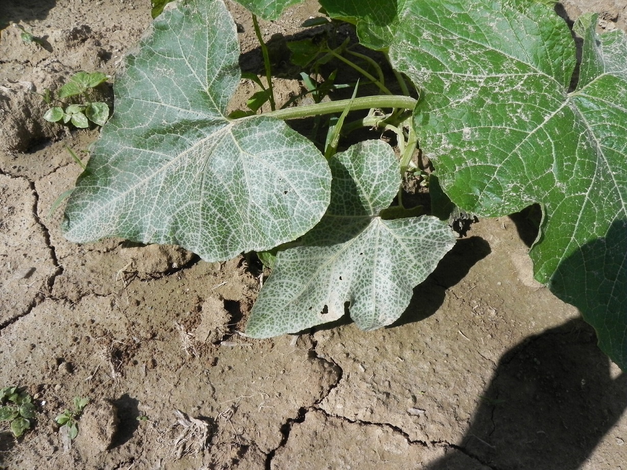Silver leaf of zucchini.