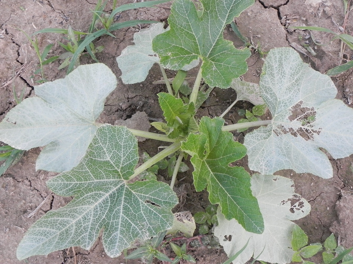 Silver leaf of zucchini.