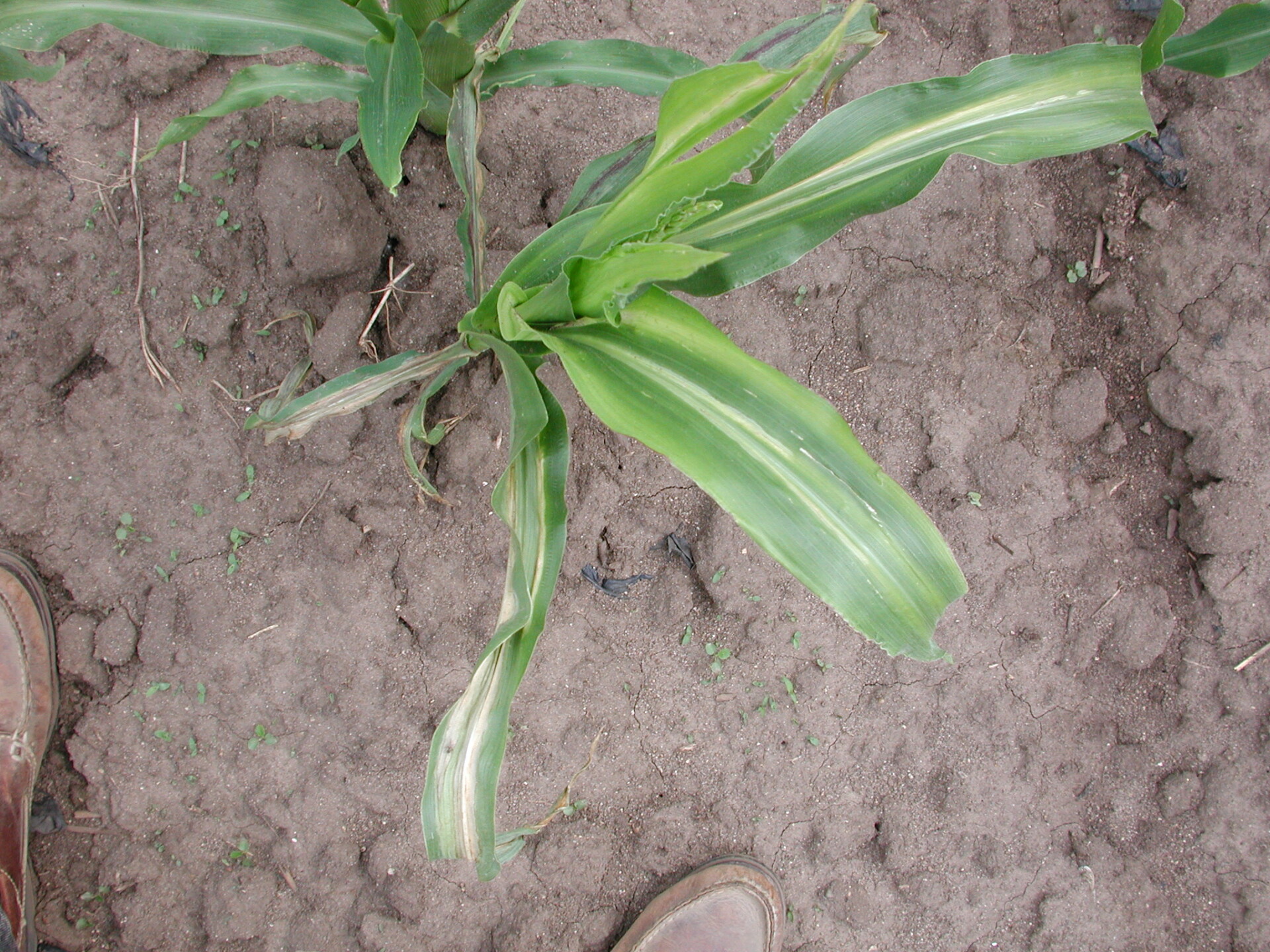 stewart’s wilt of sweet corn. Note lesions streaked through leaves.