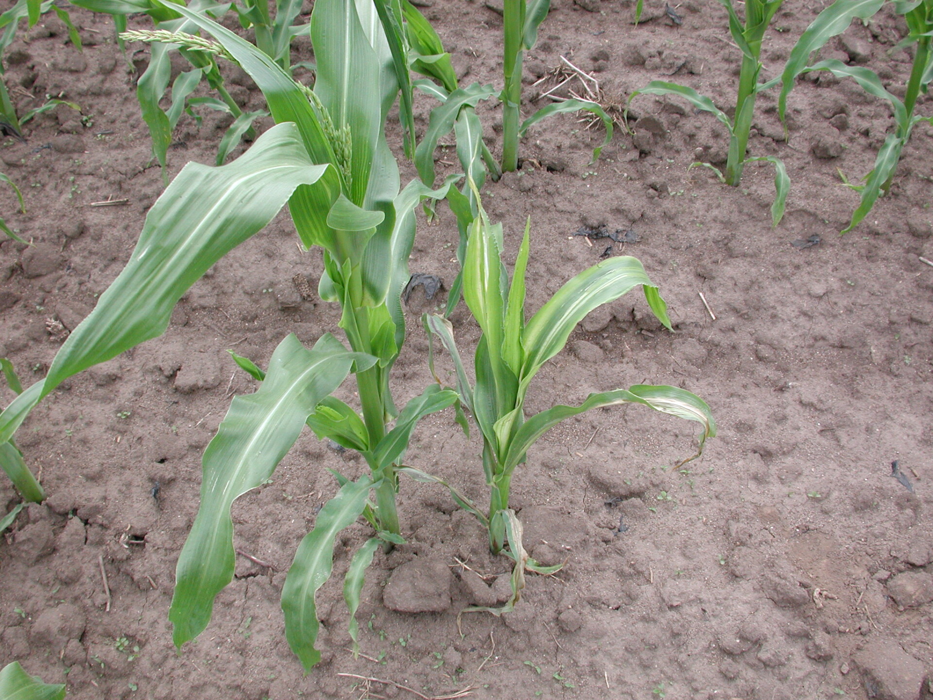 Stewart’s wilt of sweet corn. Diseased plant is stunted on right.