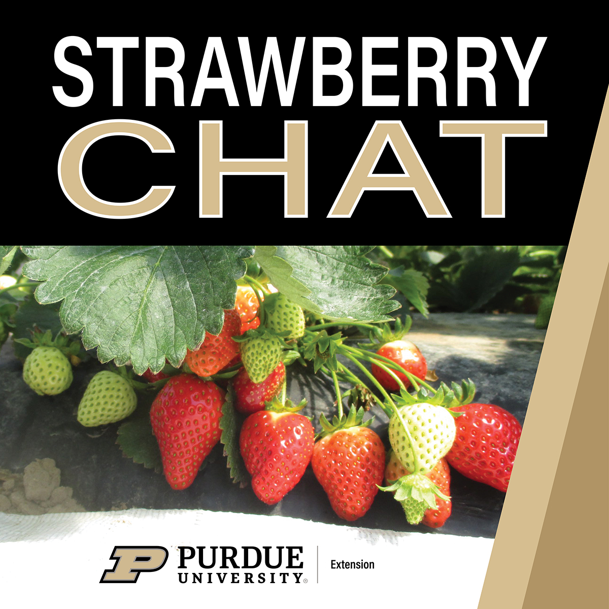 strawberry-chat-podcast---square2305843009284016757.jpg