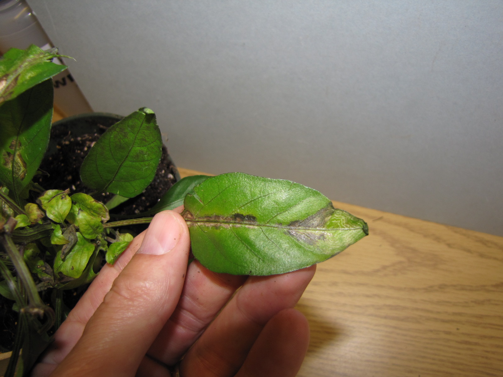 Lesion with ring-like structure due to tomato spotted wilt virus on pepper.