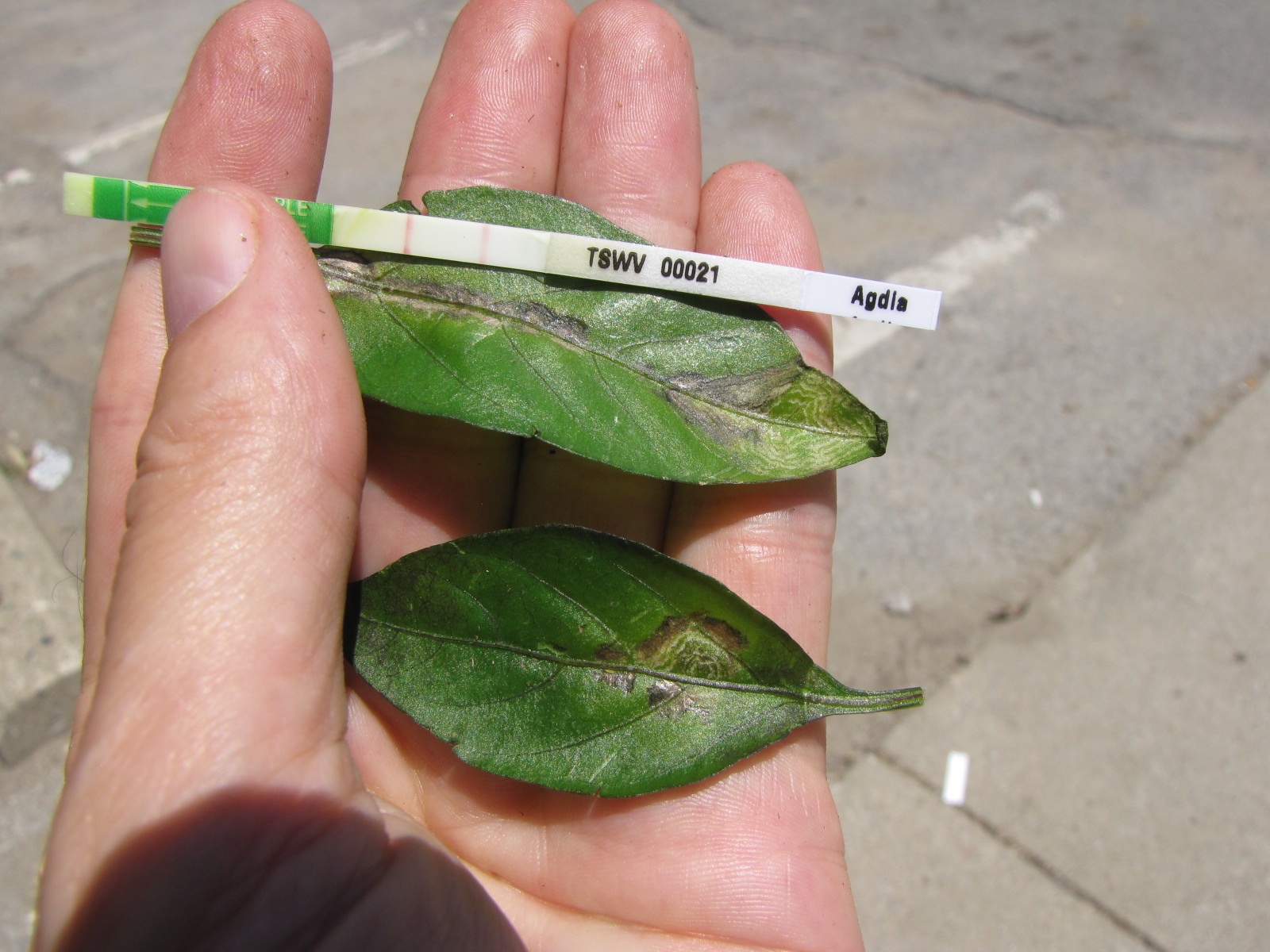Figure 2. Pepper leaves with tomato spotted wilt virus. Note positive test strip for TSWV.