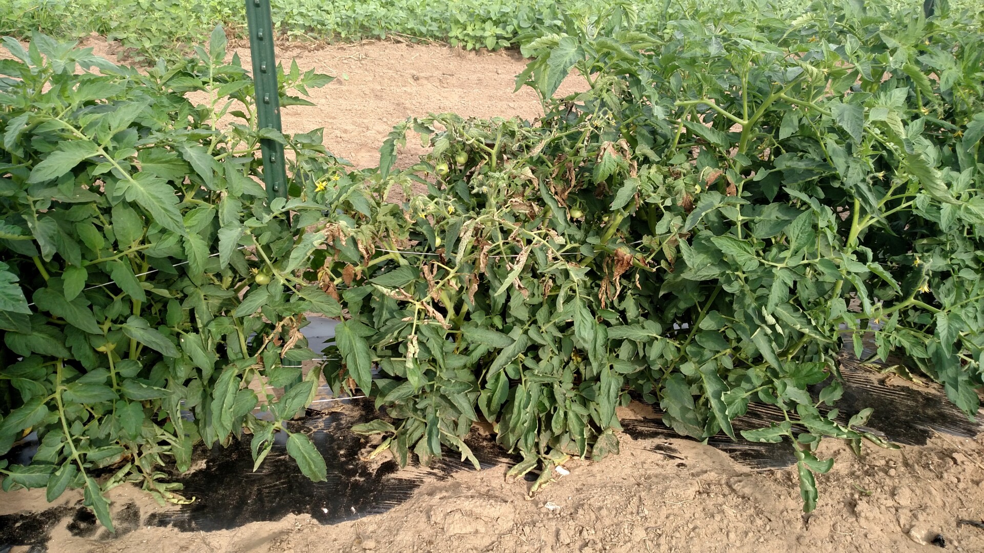 Center plant is stunted and wilted due to tomato spotted wilt virus.