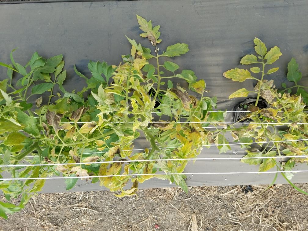 Chlorosis due to tomato spotted wilt virus.