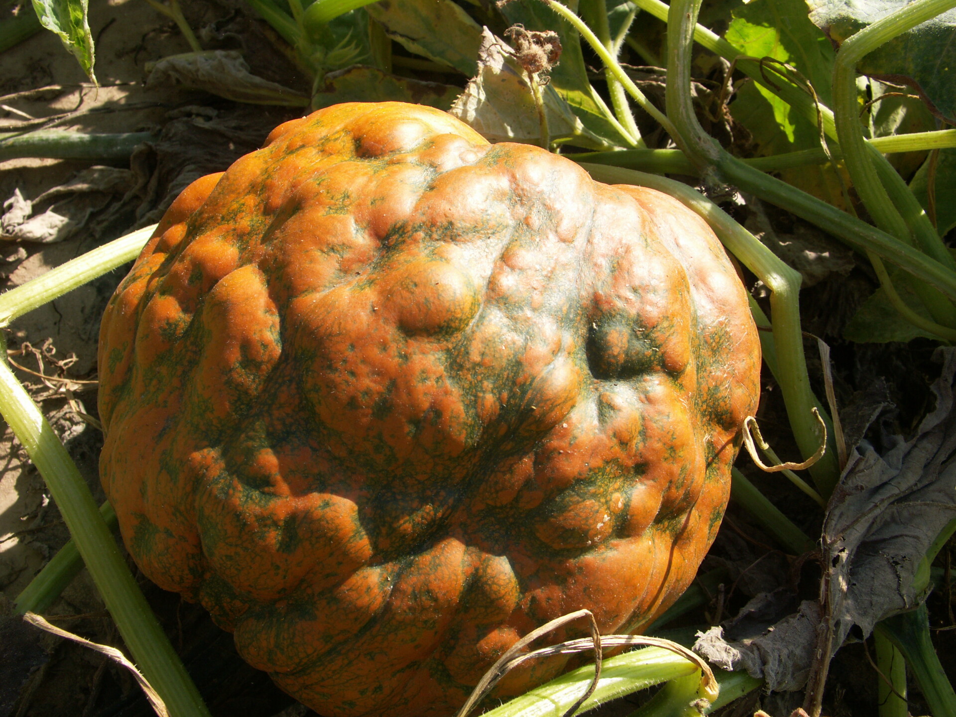Poty virus on pumpkin.