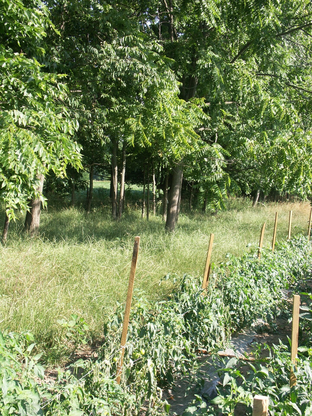 Walnut allelopathy. Note wilting tomato plants in the foreground adjacent to walnut trees