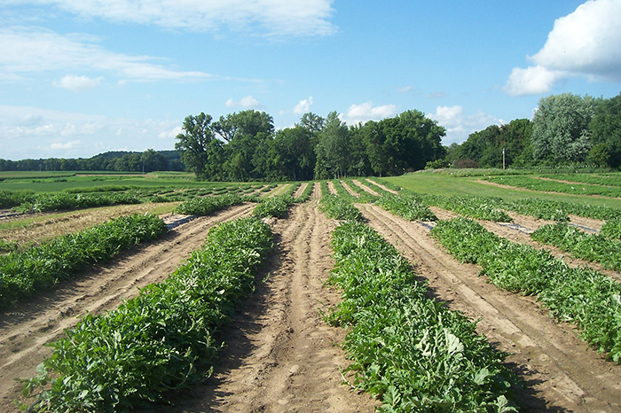 watermelon trials plantation