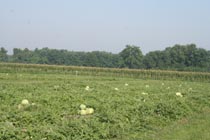 watermelonfield.jpg