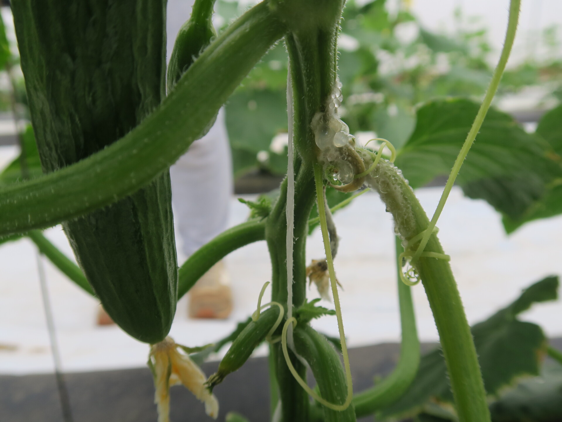  Early symptoms of white mold of cucumber.