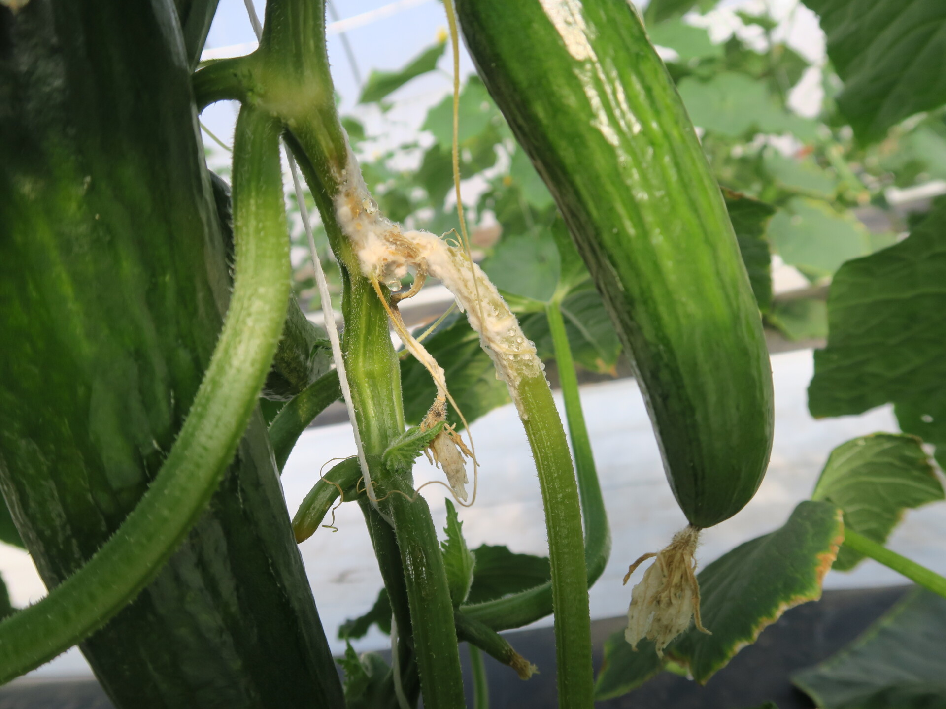  White mold of cucumber.