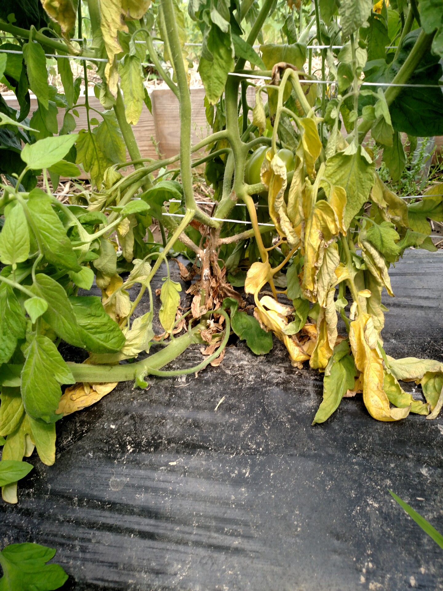 White mold (timber rot) of tomato. Lesion as base of plant leads to wilt.