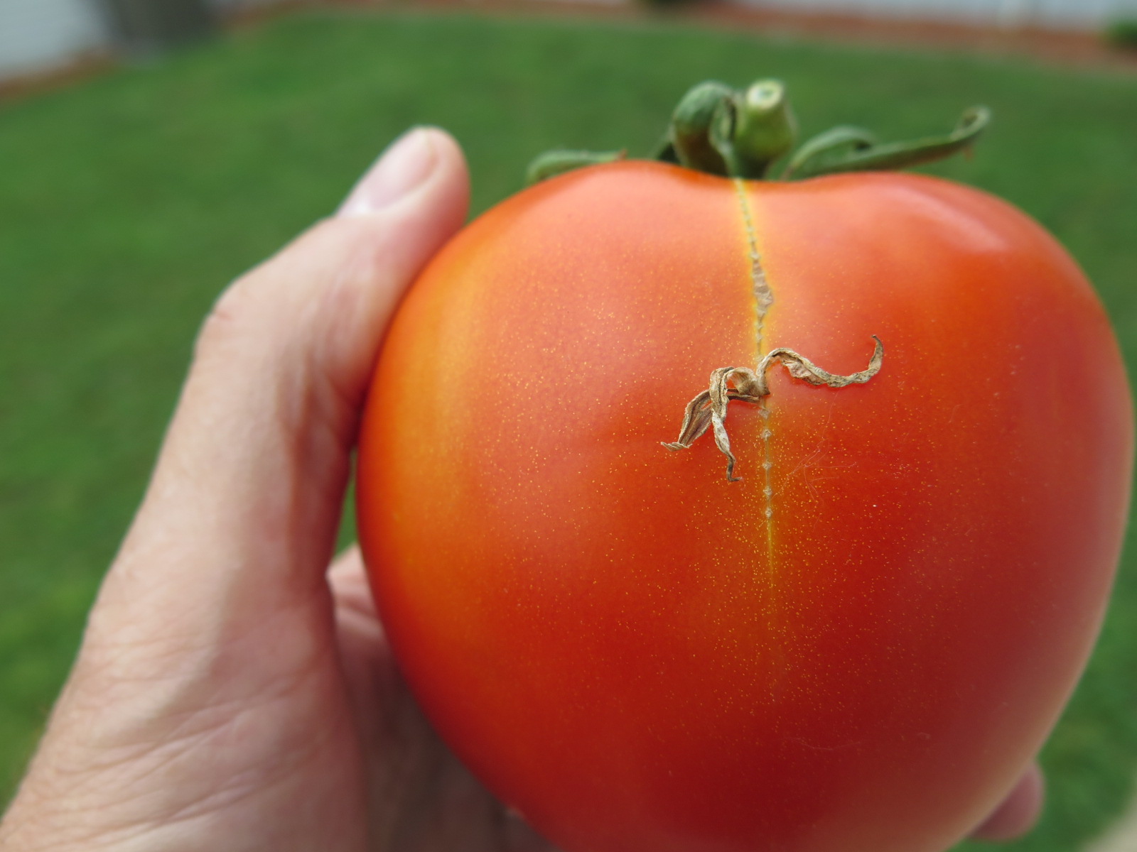 Zipper scar on tomato. Note flower adhering to fruit.
