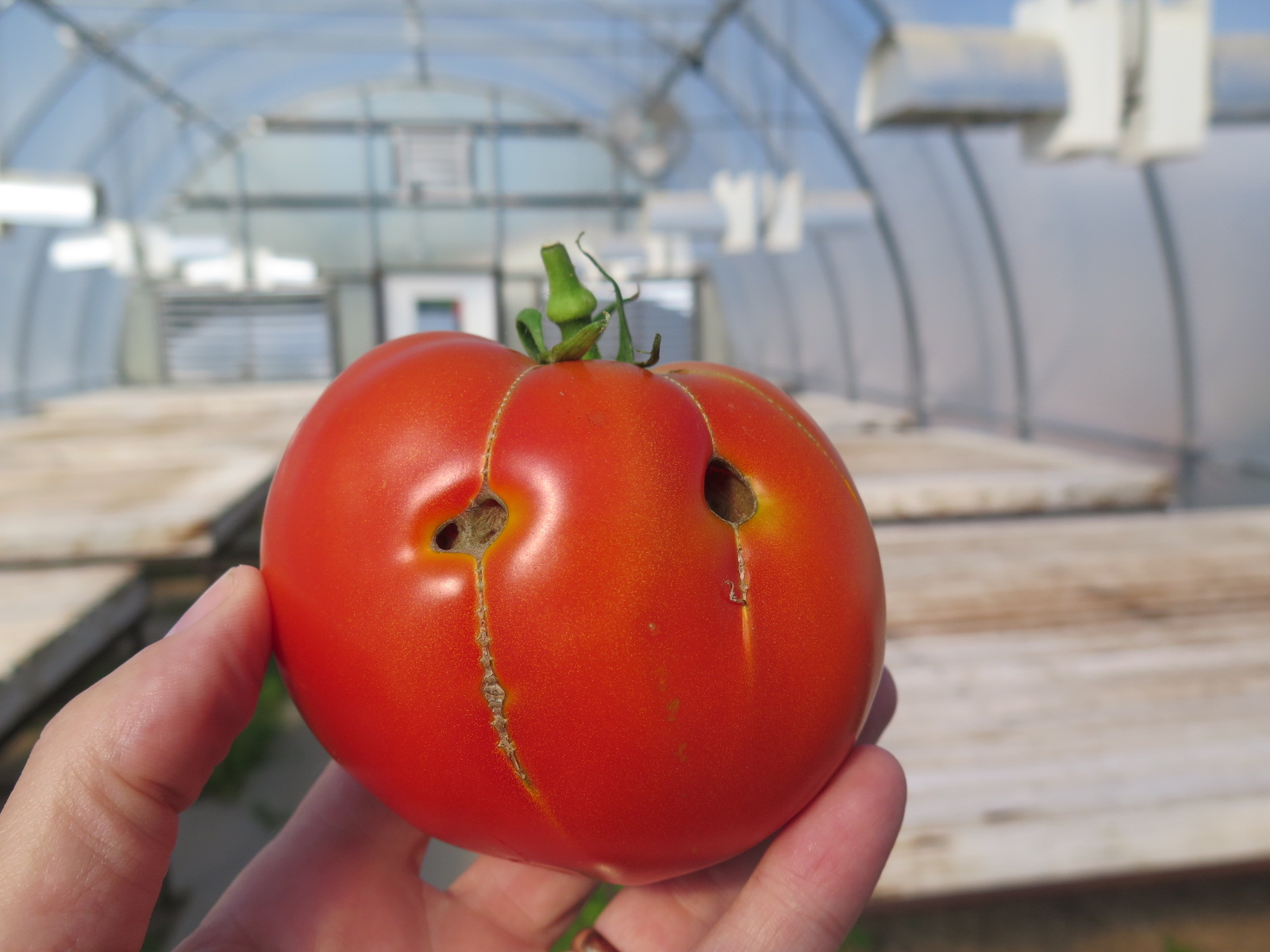More severe zipper scar has opened up tomato fruit.