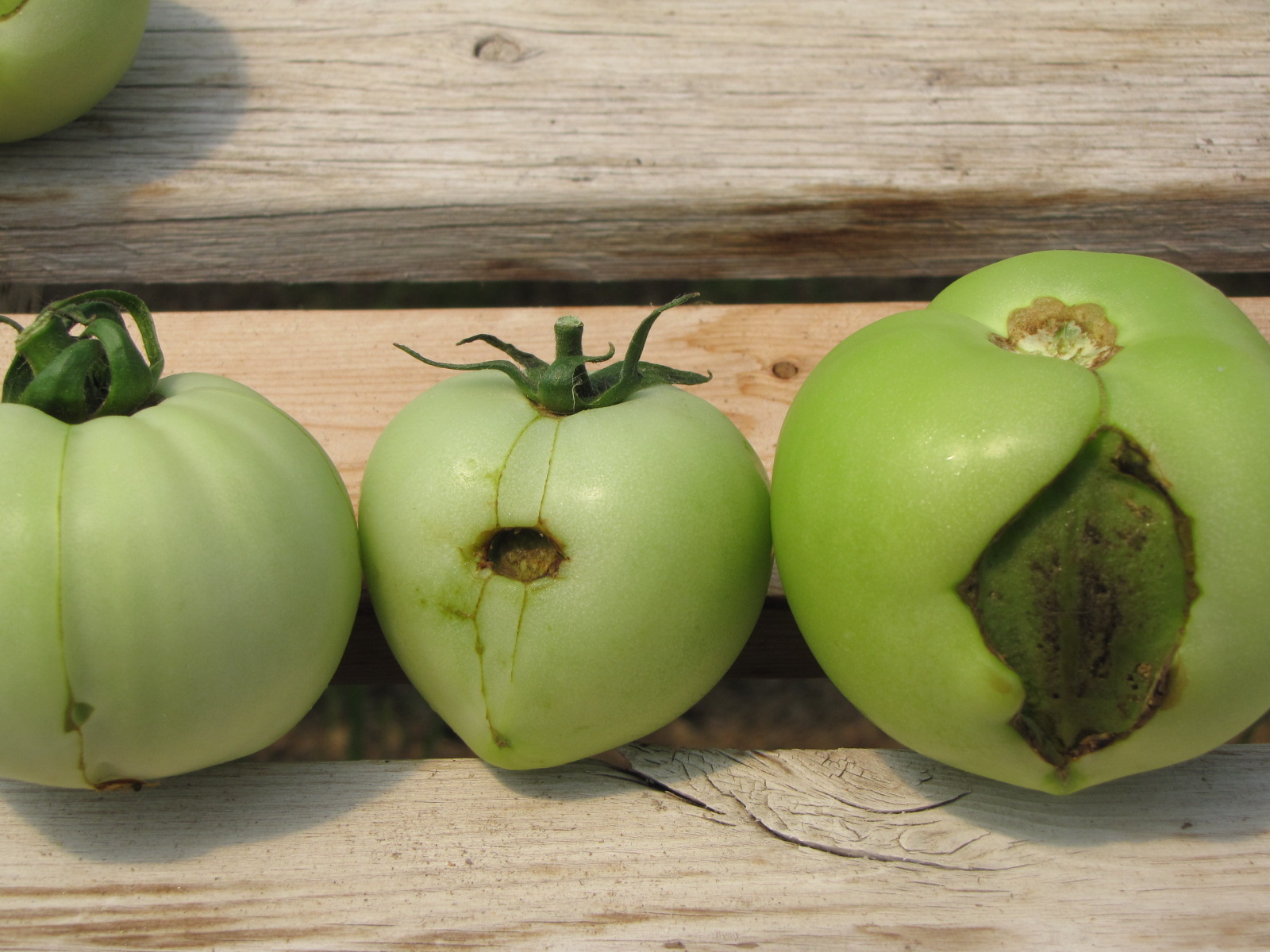 A range of zipper scar symptoms on tomato.